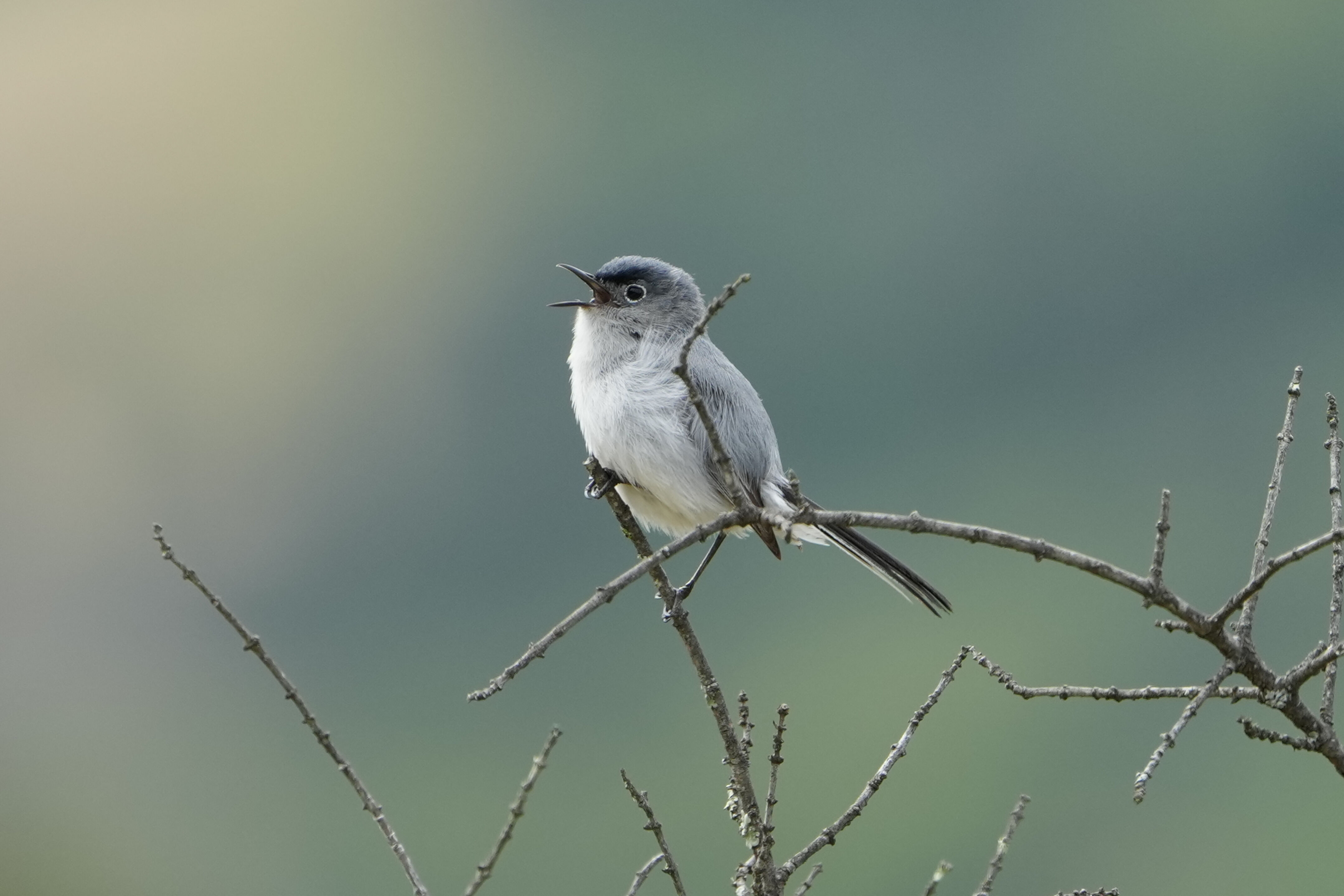 Las Trampas Wilderness Regional Preserve