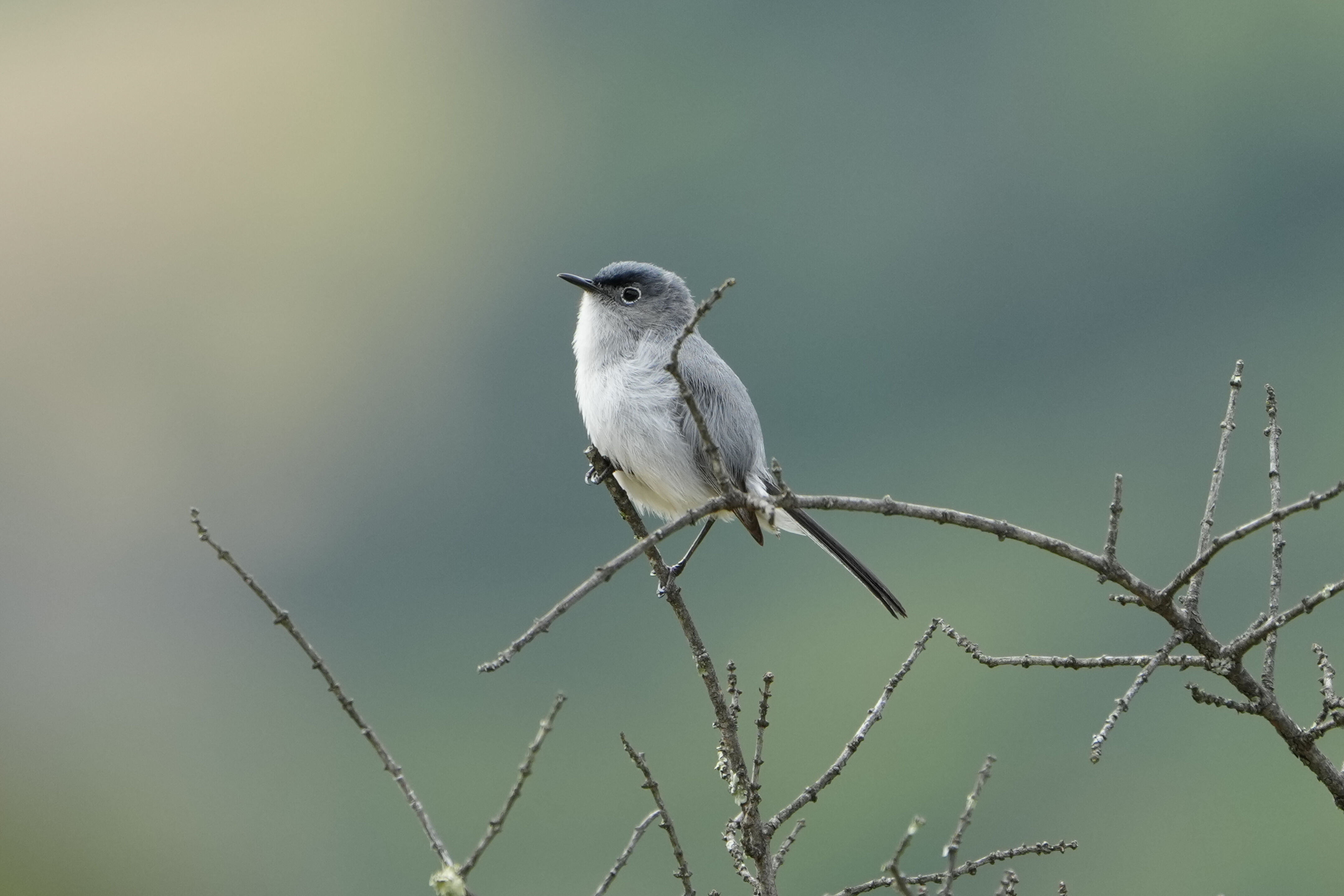 Las Trampas Wilderness Regional Preserve