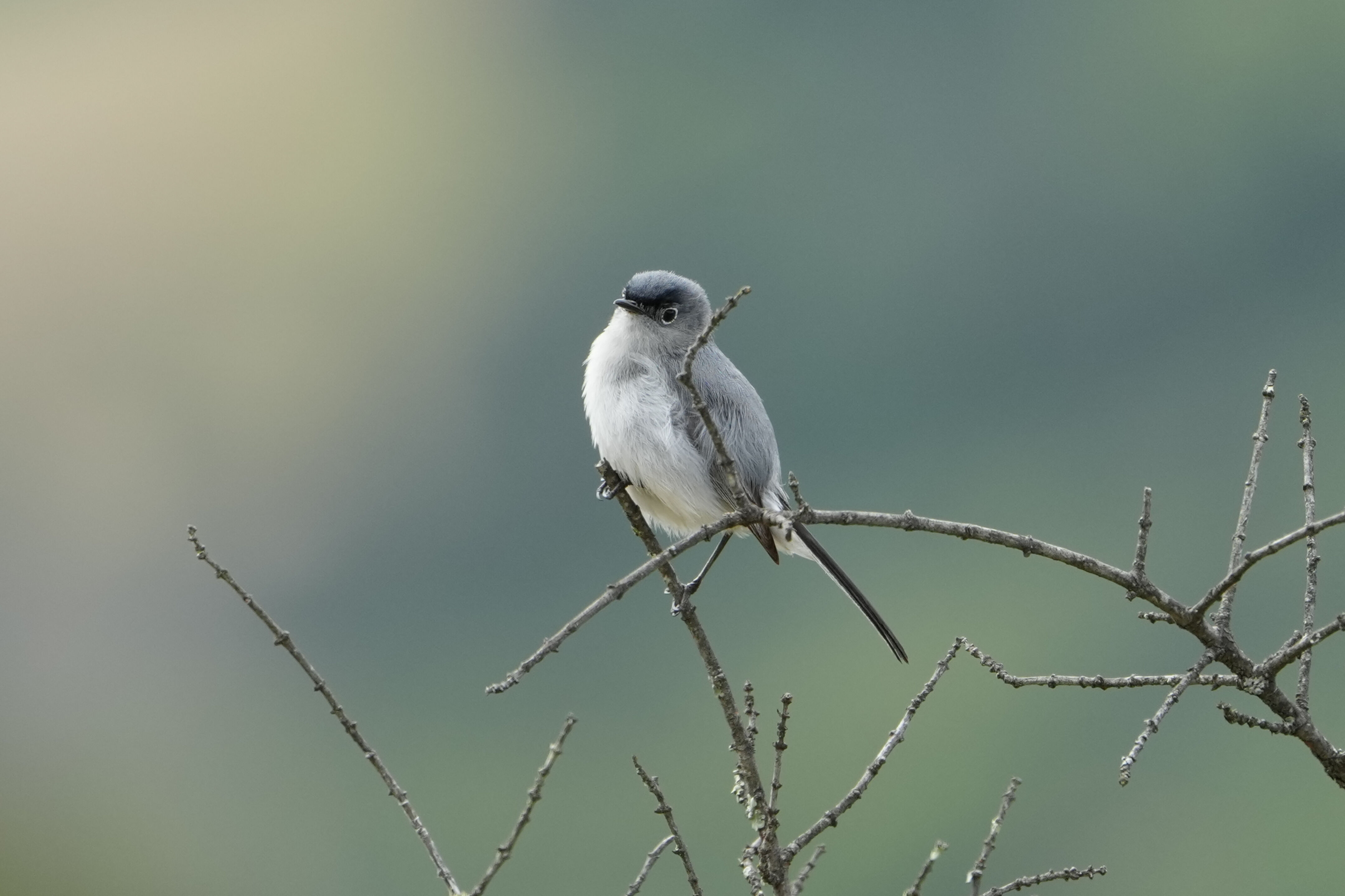 Las Trampas Wilderness Regional Preserve