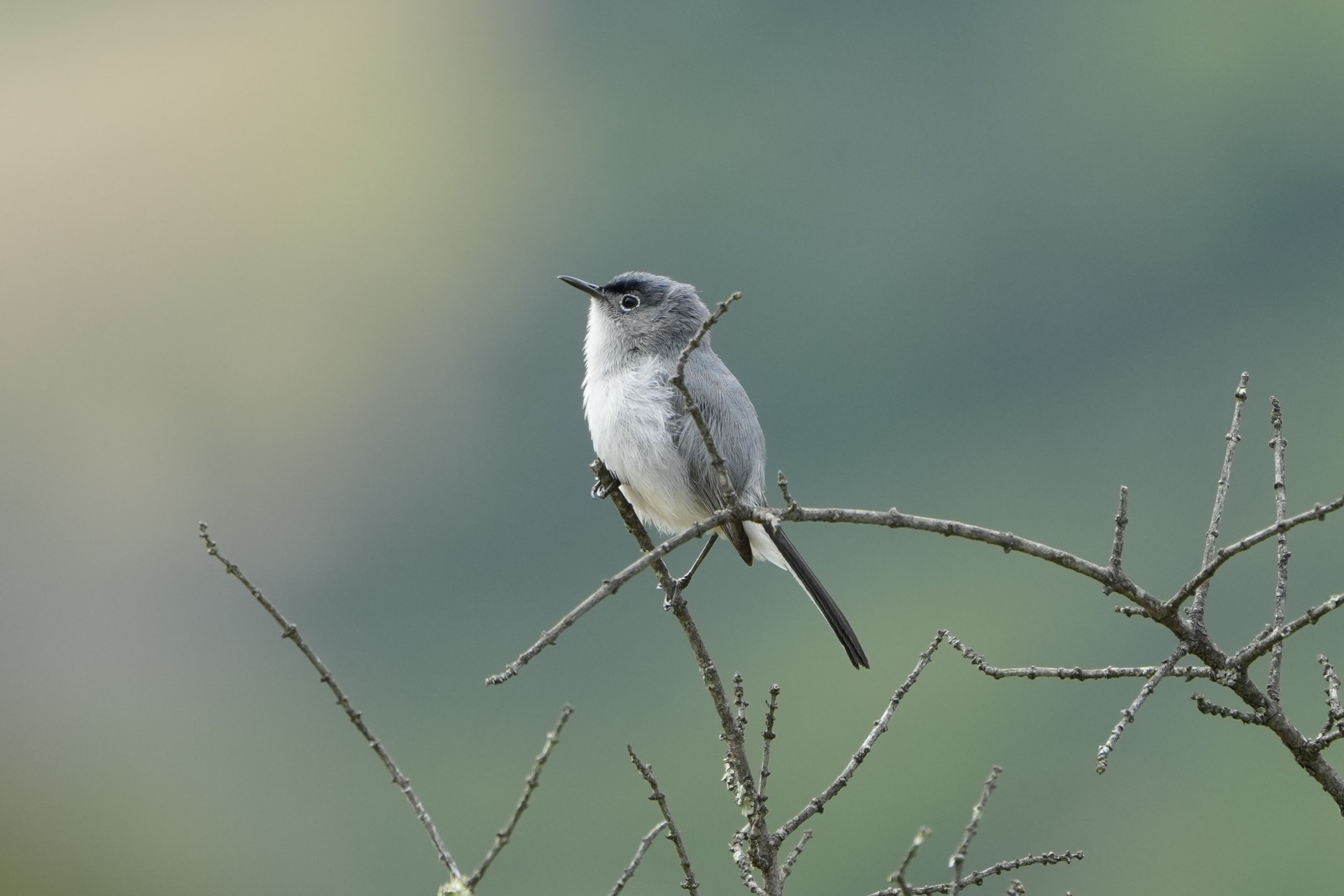 Las Trampas Wilderness Regional Preserve