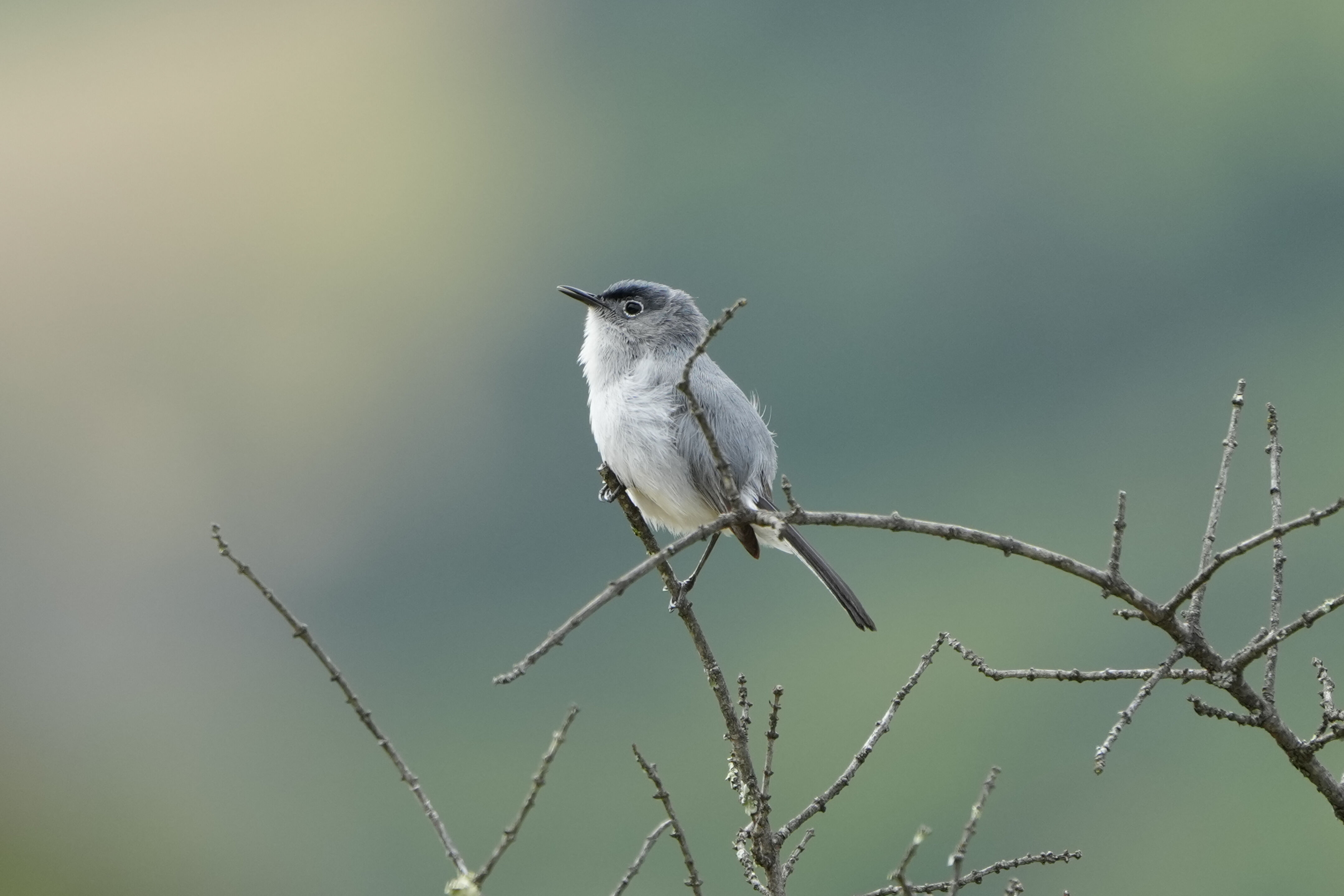 Las Trampas Wilderness Regional Preserve