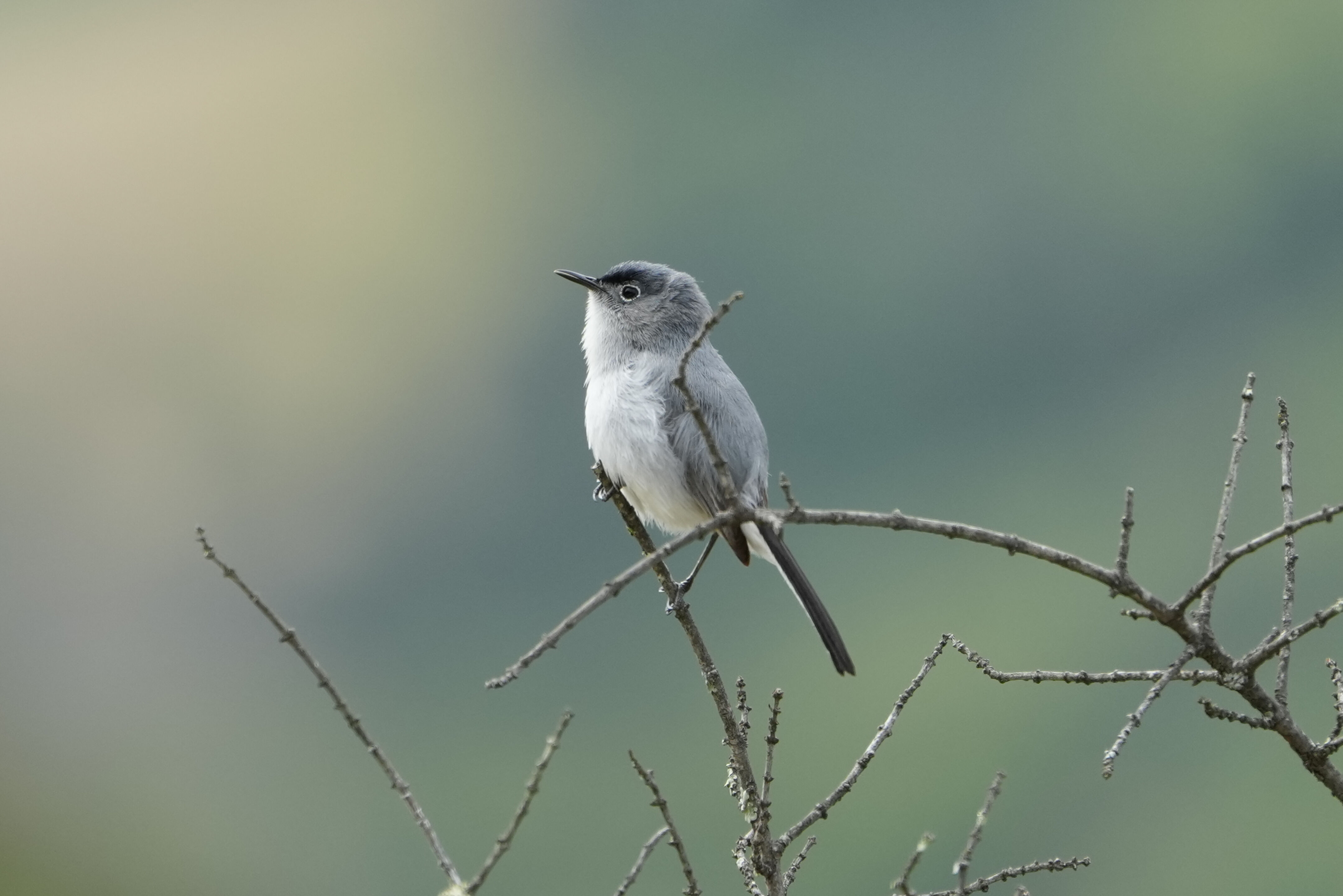 Las Trampas Wilderness Regional Preserve