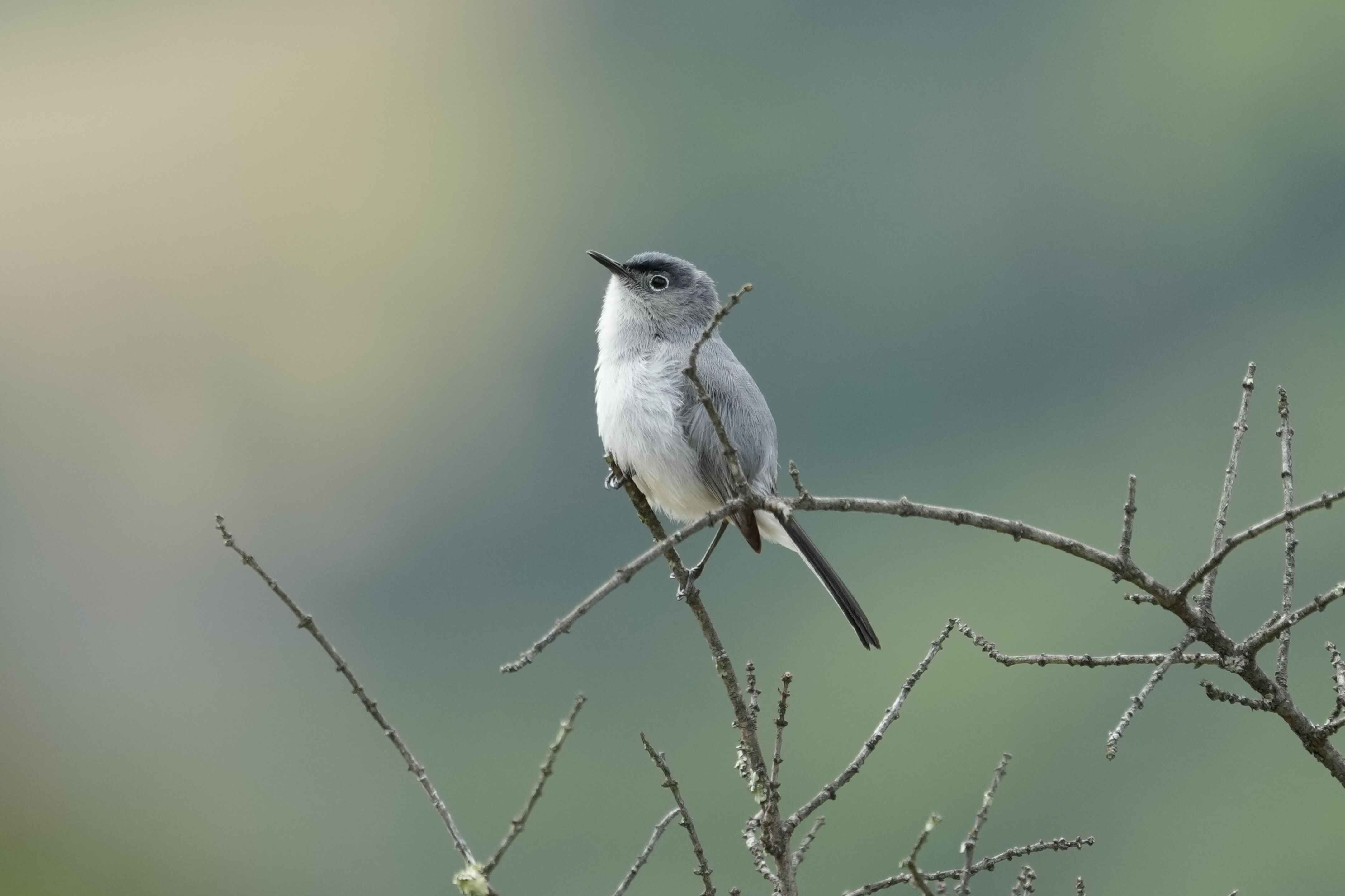 Las Trampas Wilderness Regional Preserve