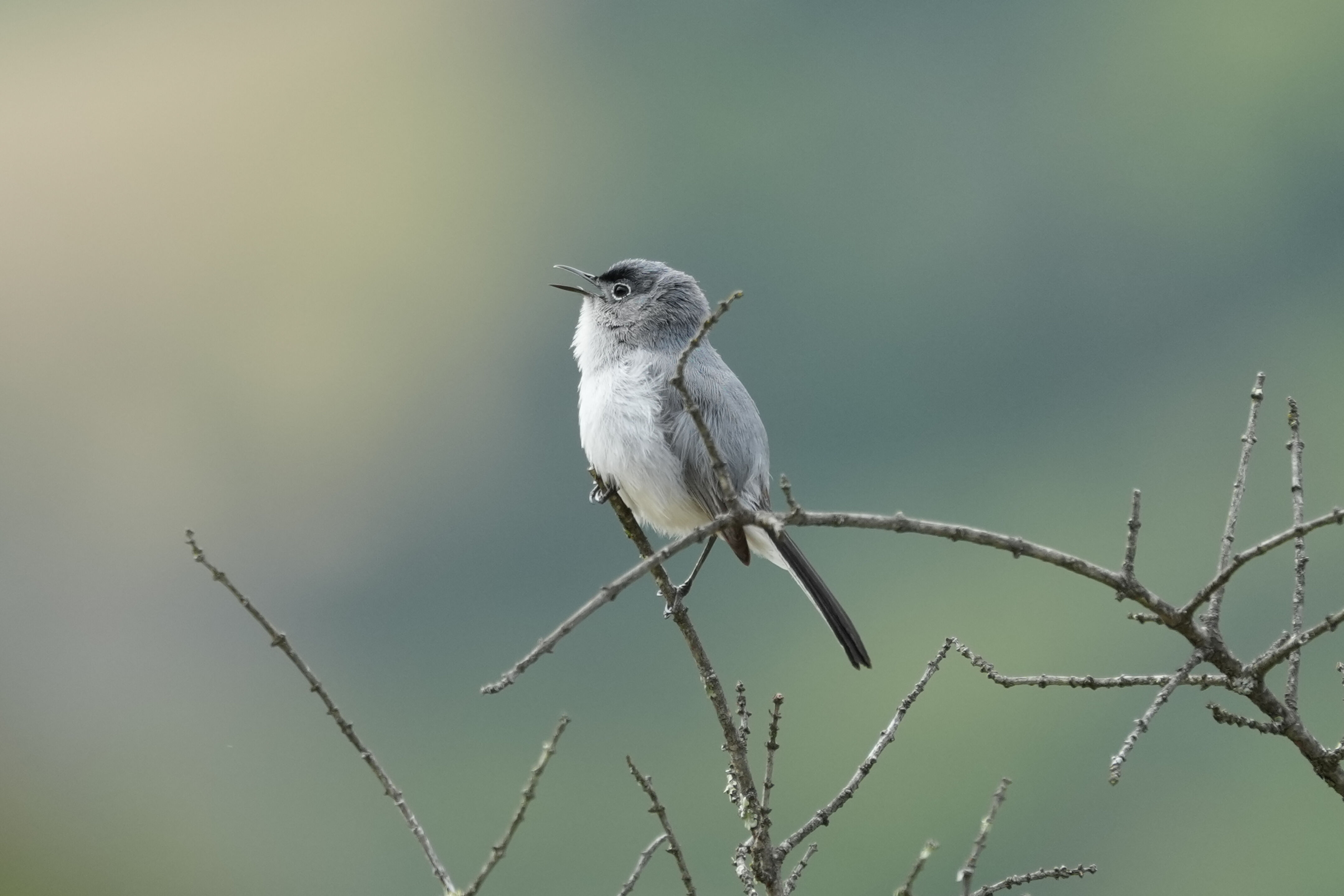 Las Trampas Wilderness Regional Preserve