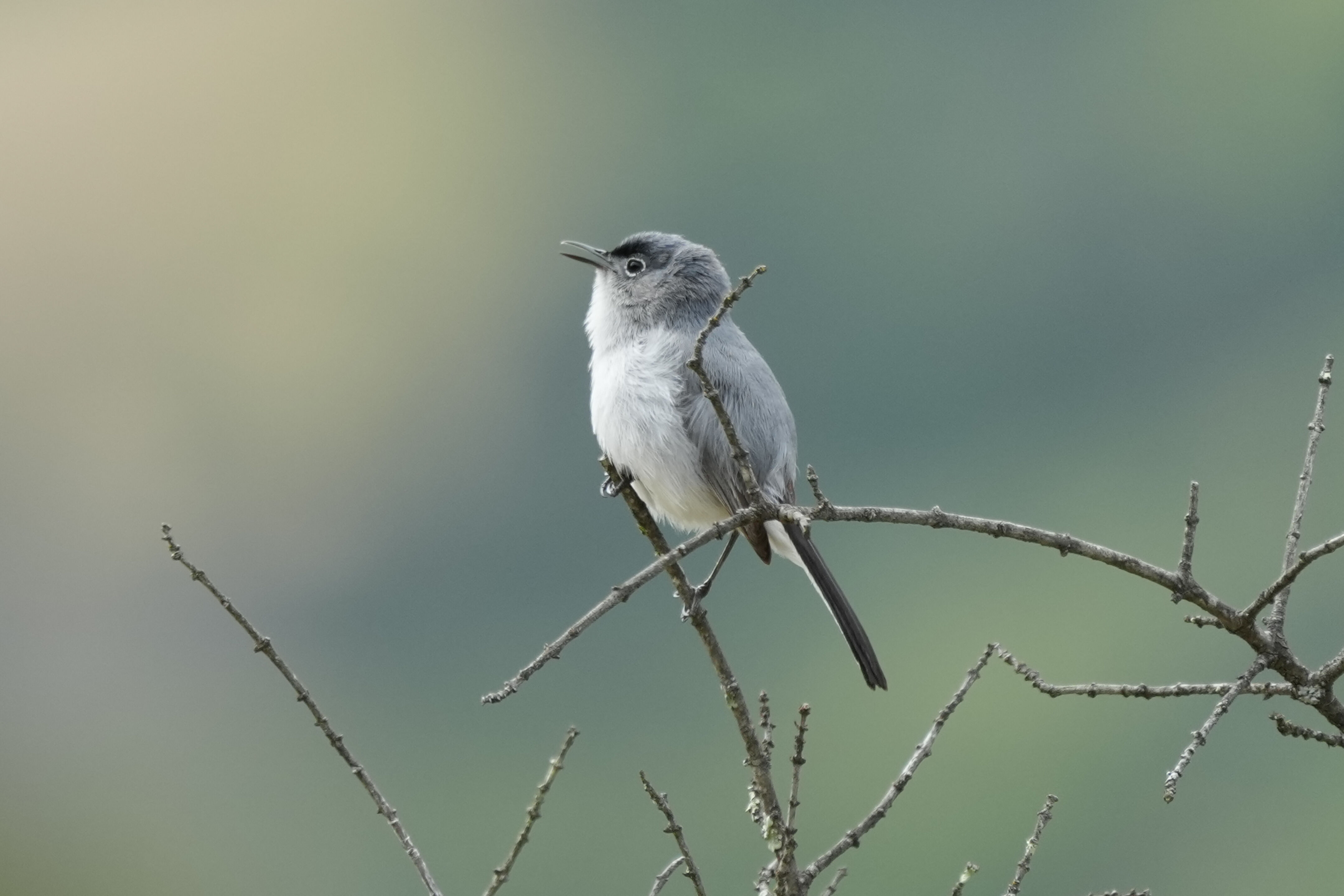 Las Trampas Wilderness Regional Preserve