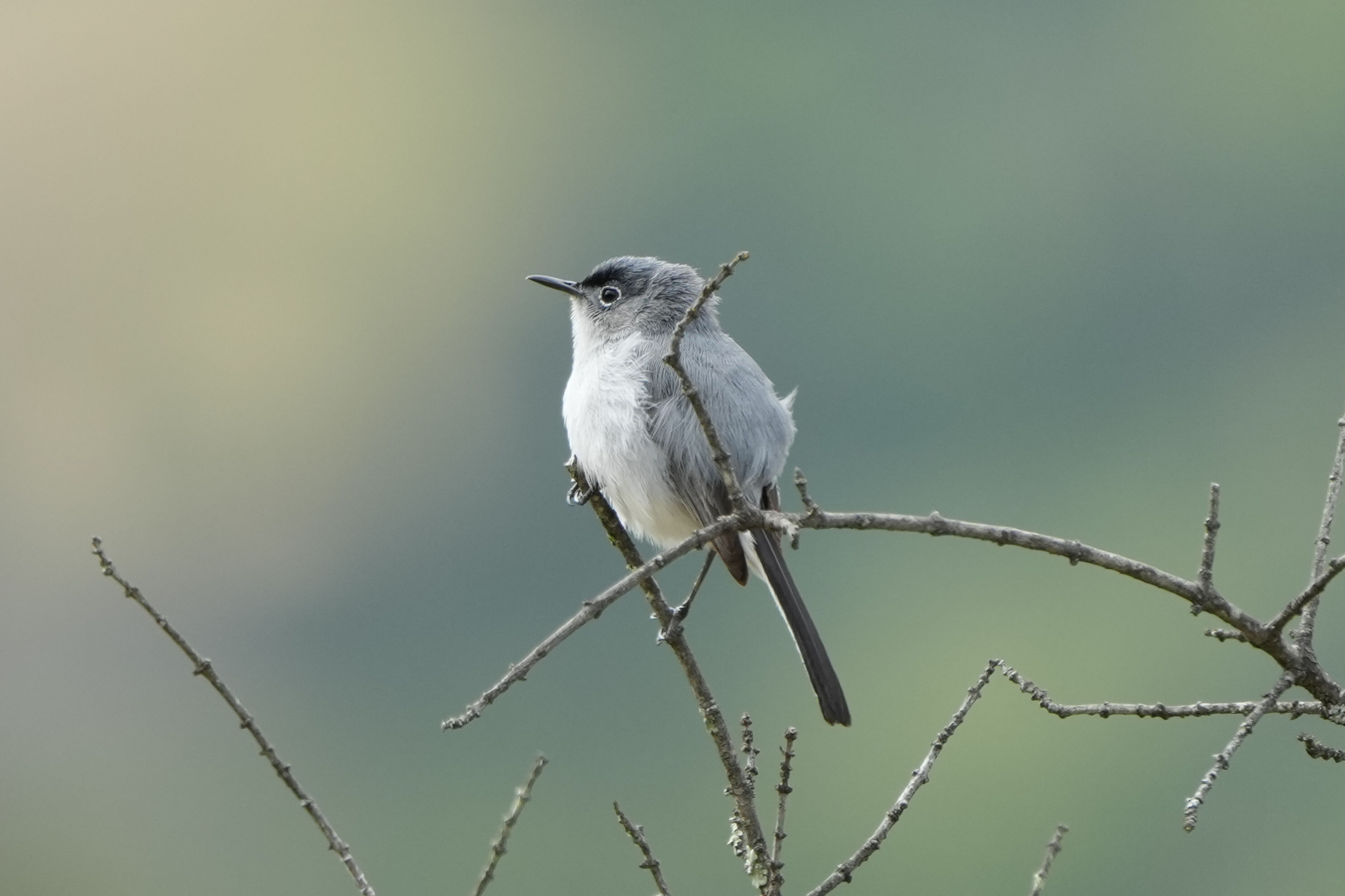 Las Trampas Wilderness Regional Preserve