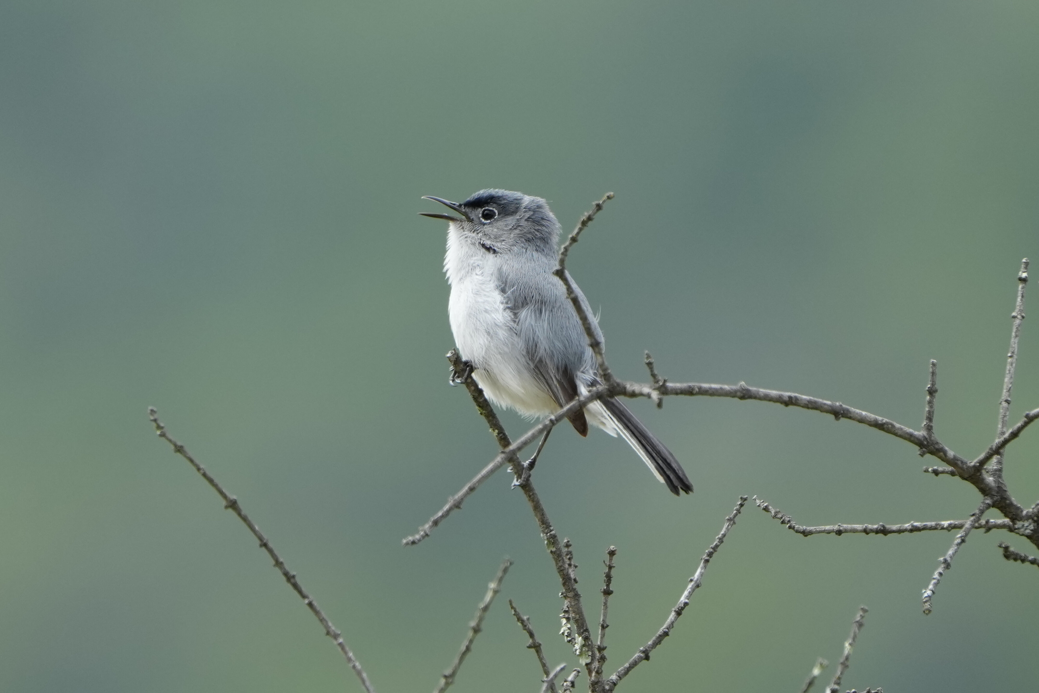 Blue-Gray Gnatcatcher