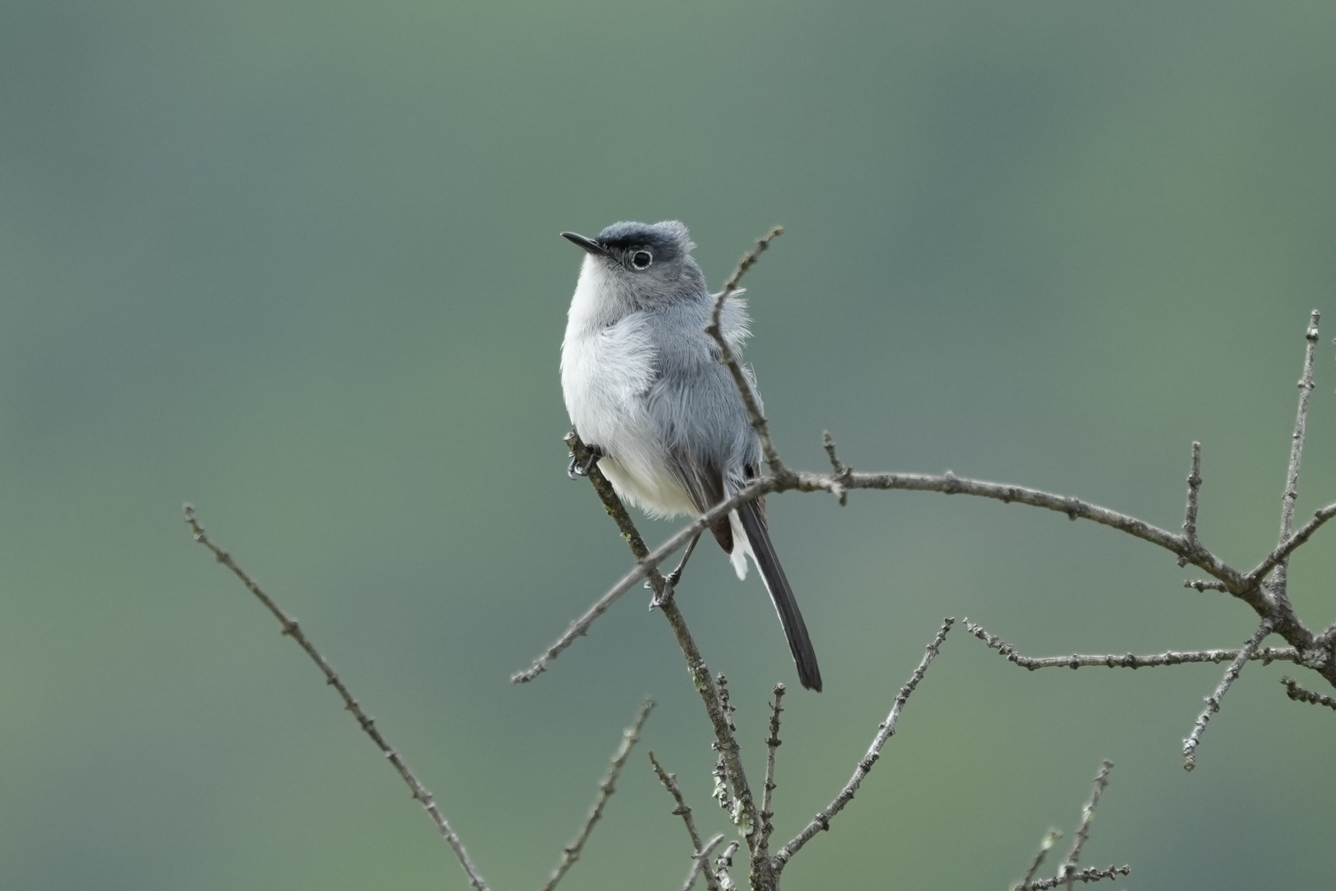 Las Trampas Wilderness Regional Preserve