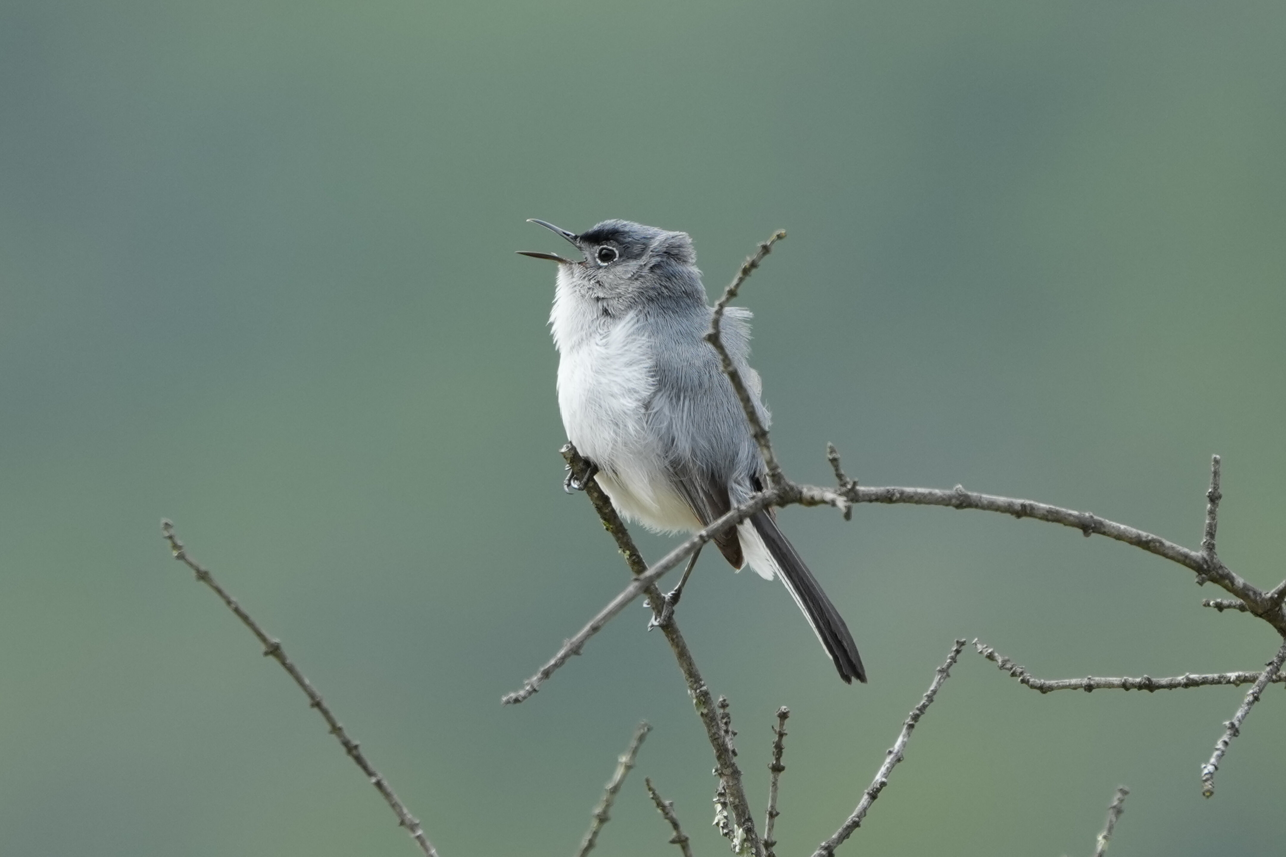 Las Trampas Wilderness Regional Preserve