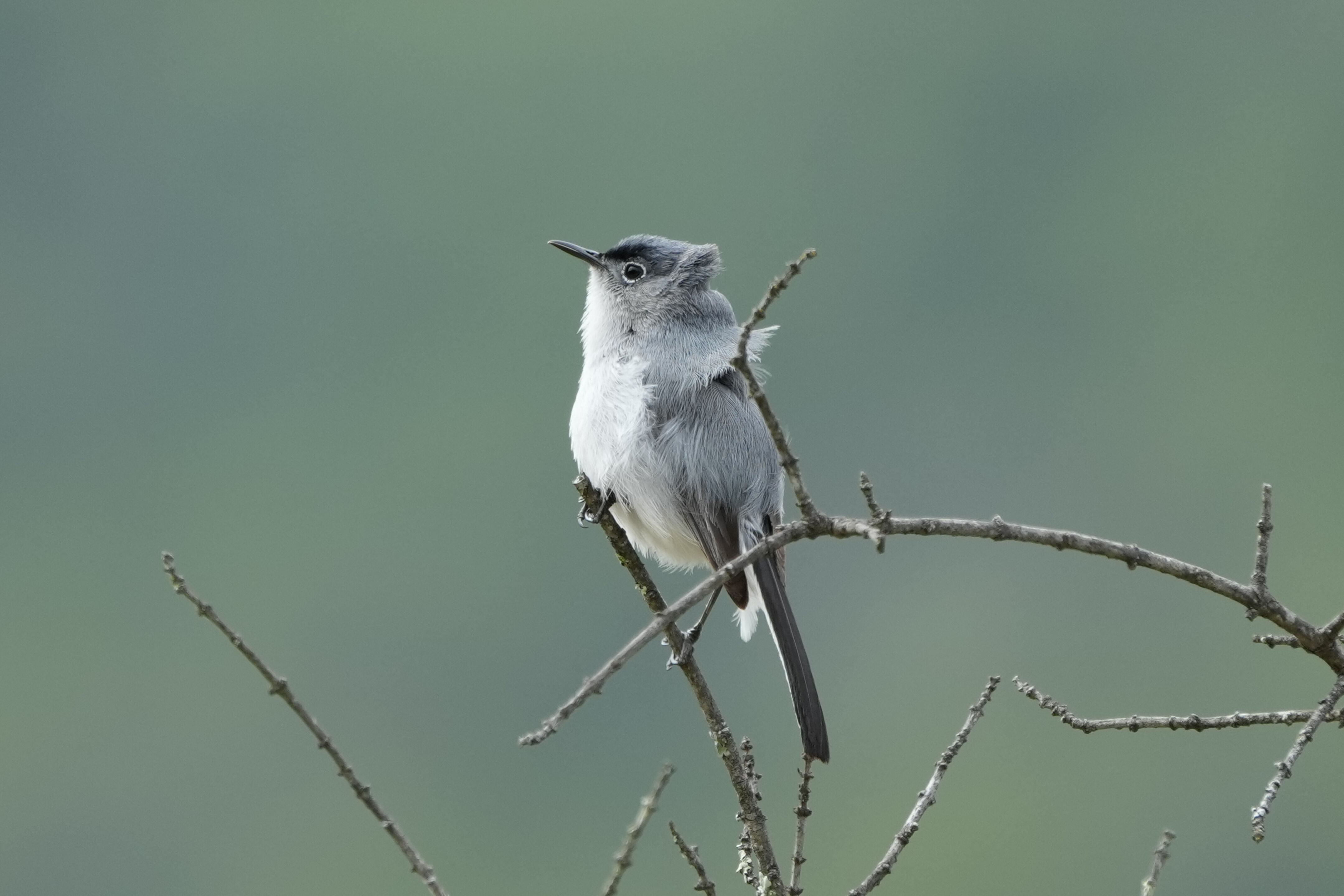 Las Trampas Wilderness Regional Preserve
