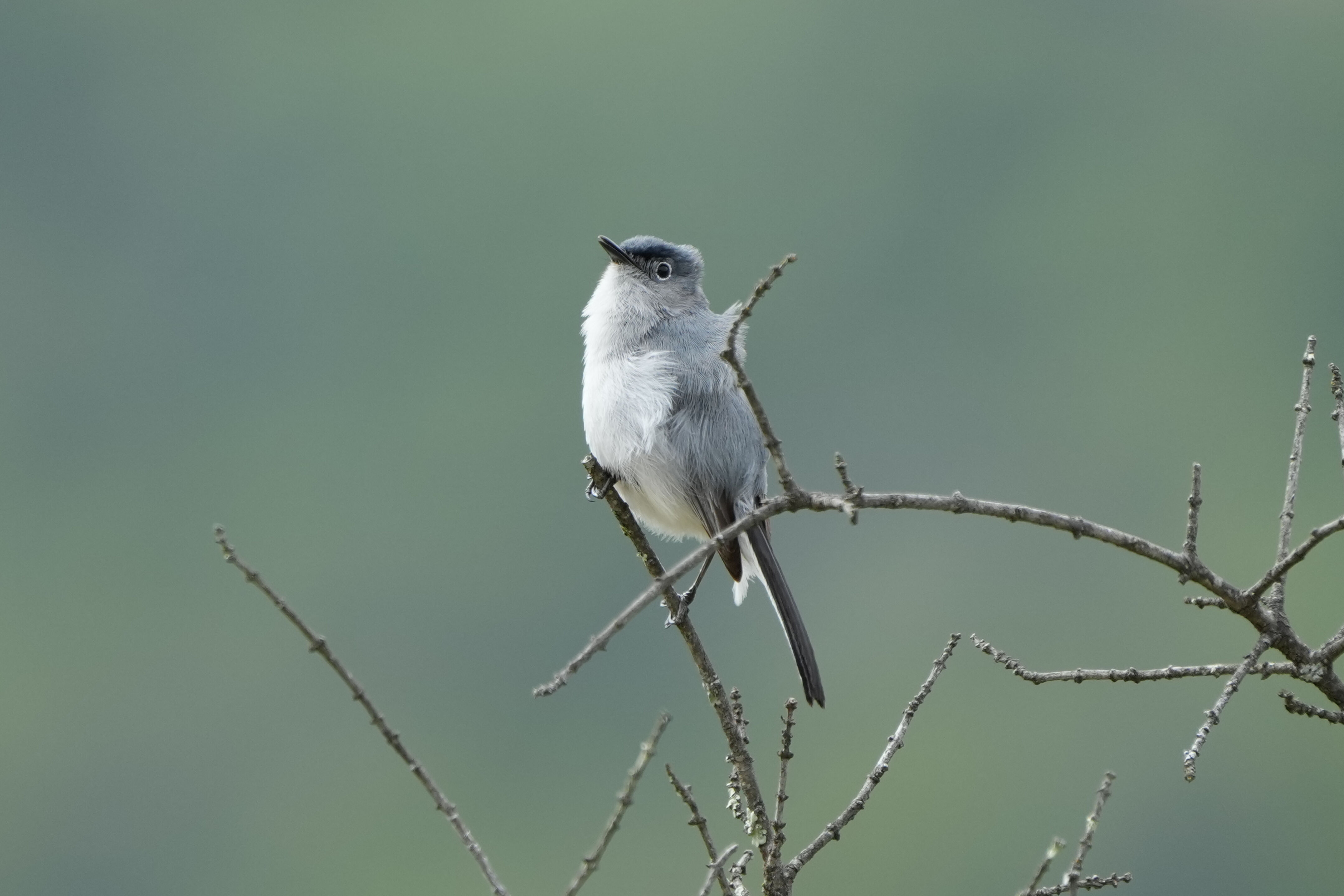 Las Trampas Wilderness Regional Preserve