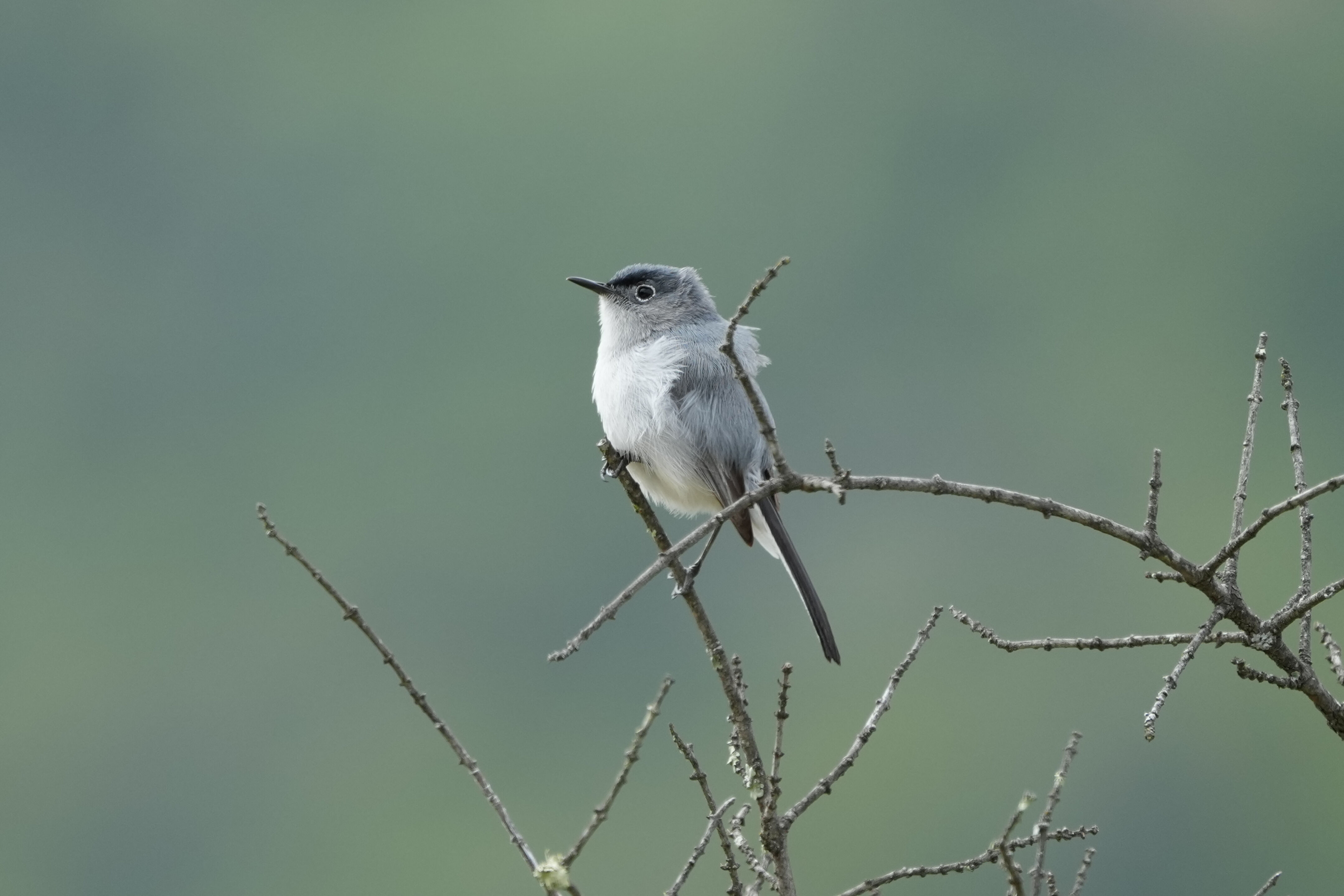 Las Trampas Wilderness Regional Preserve