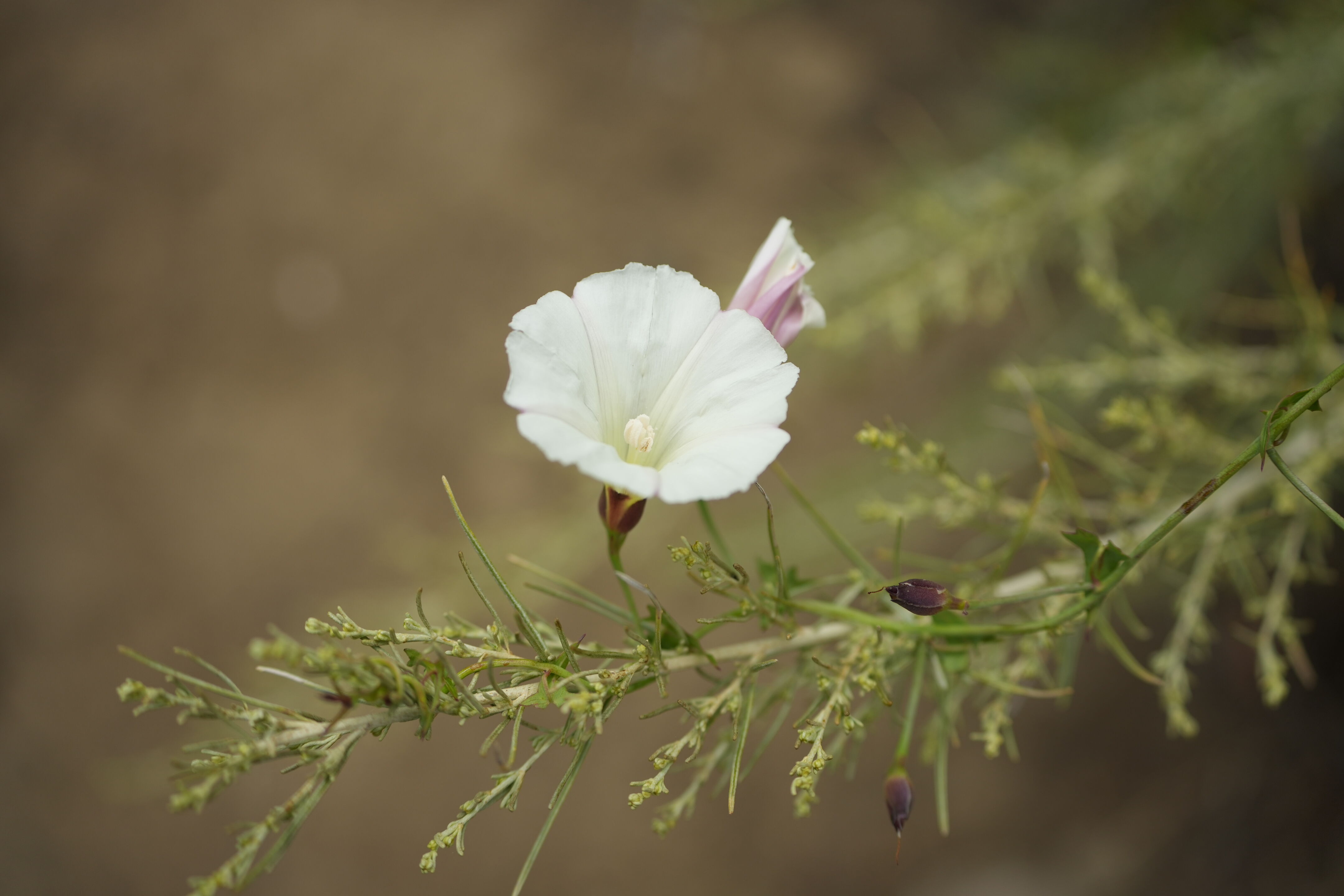 Las Trampas Wilderness Regional Preserve