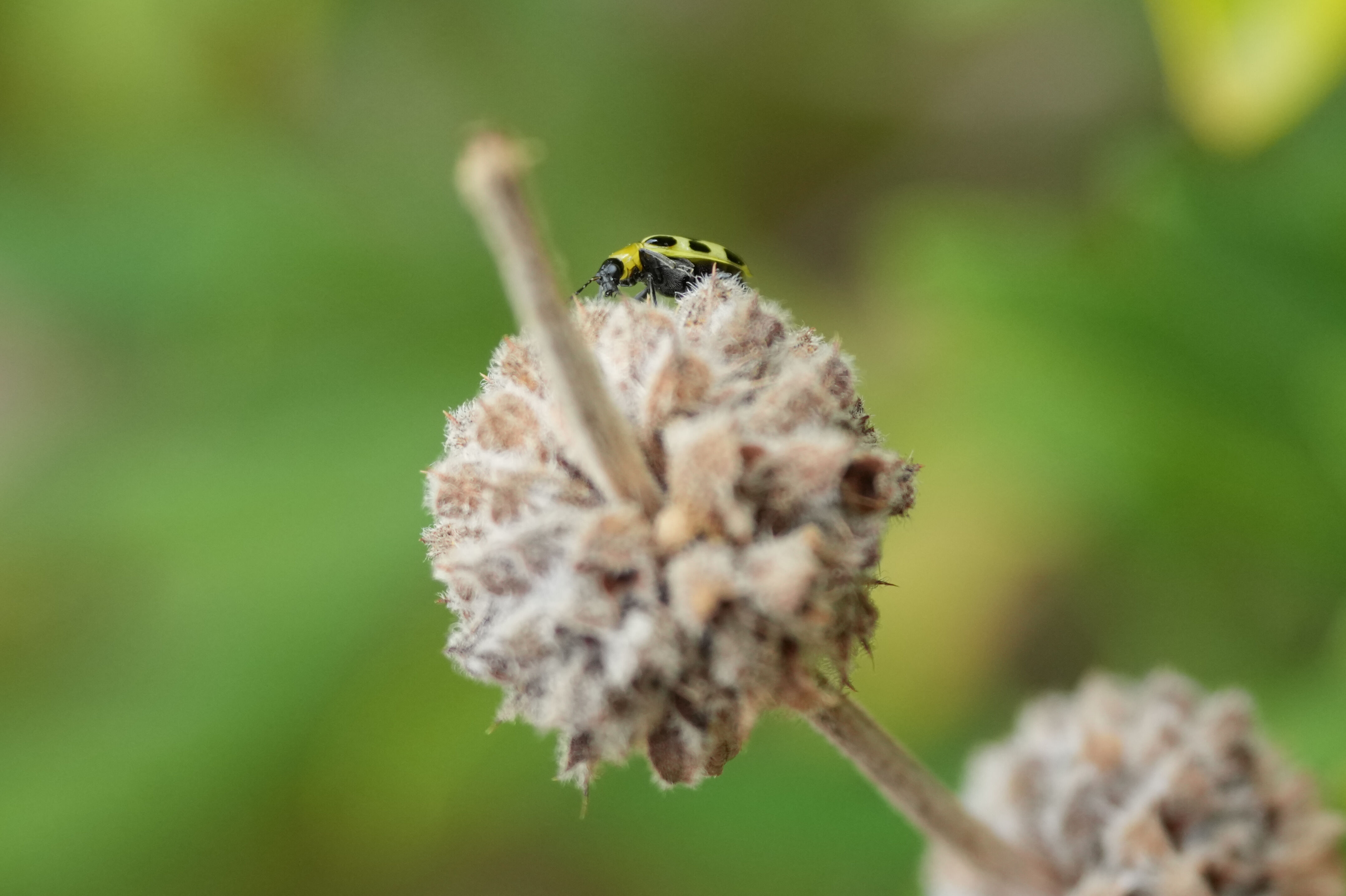 Spotted Cucumber Beetle