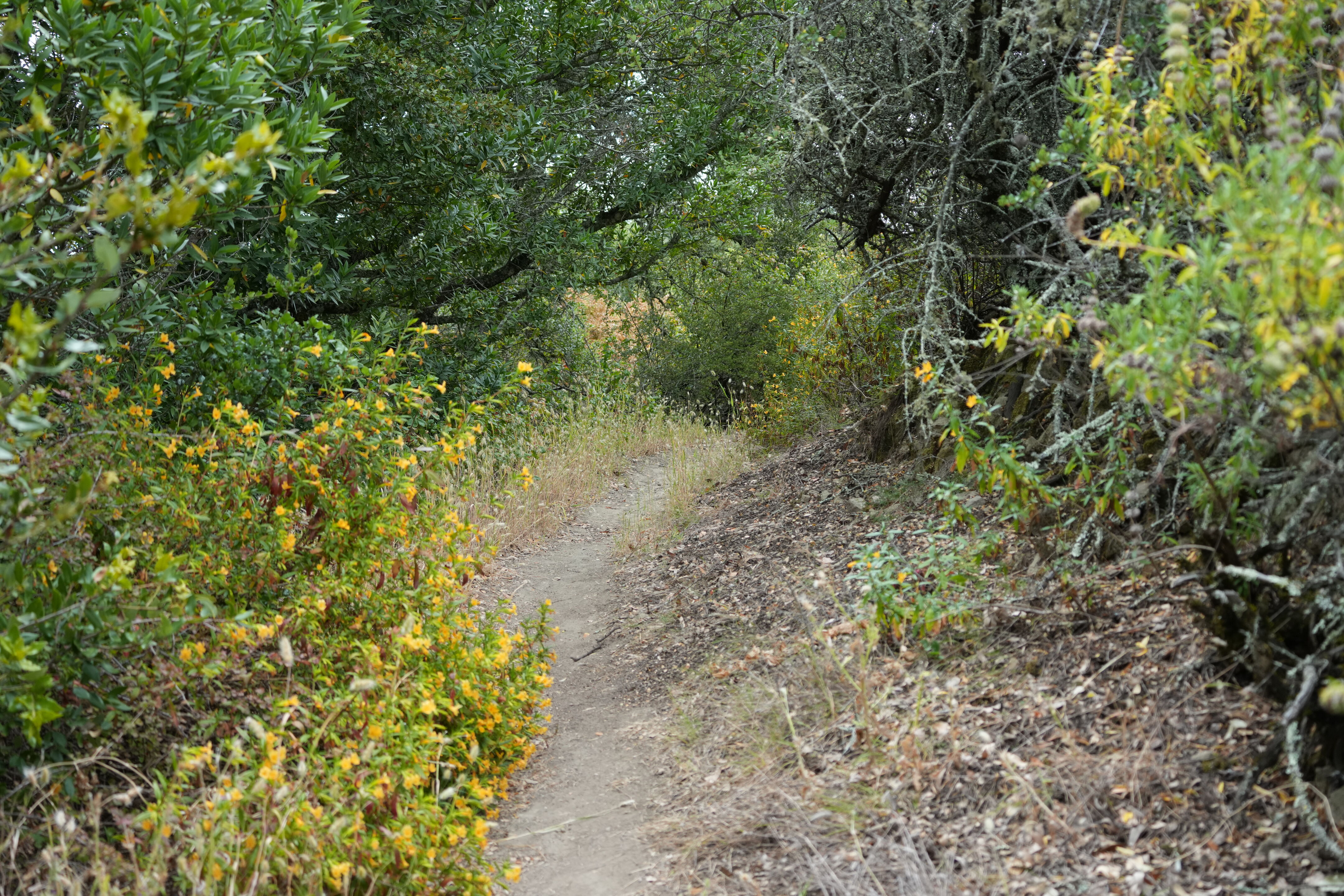 Las Trampas Wilderness Regional Preserve