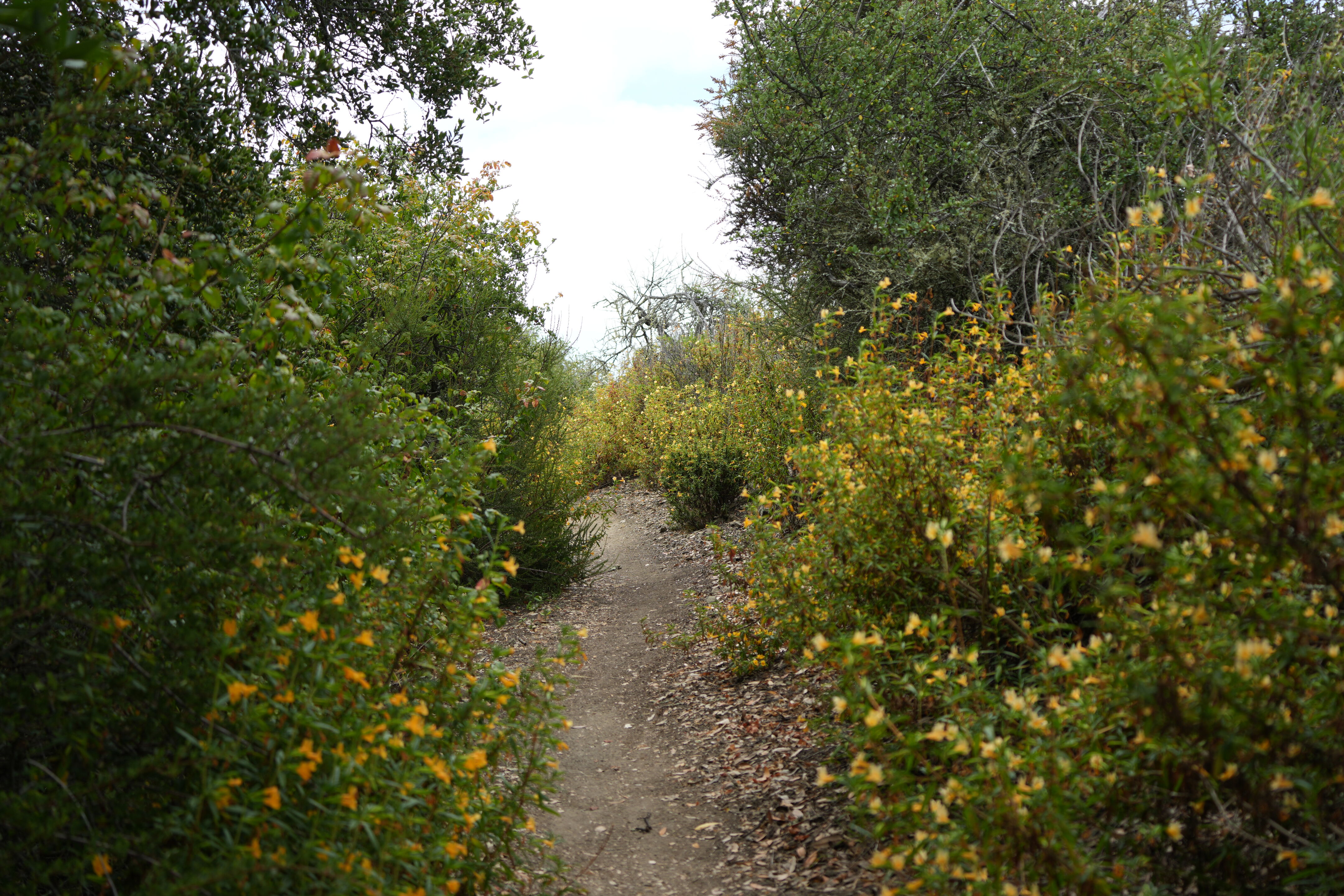 Las Trampas Wilderness Regional Preserve