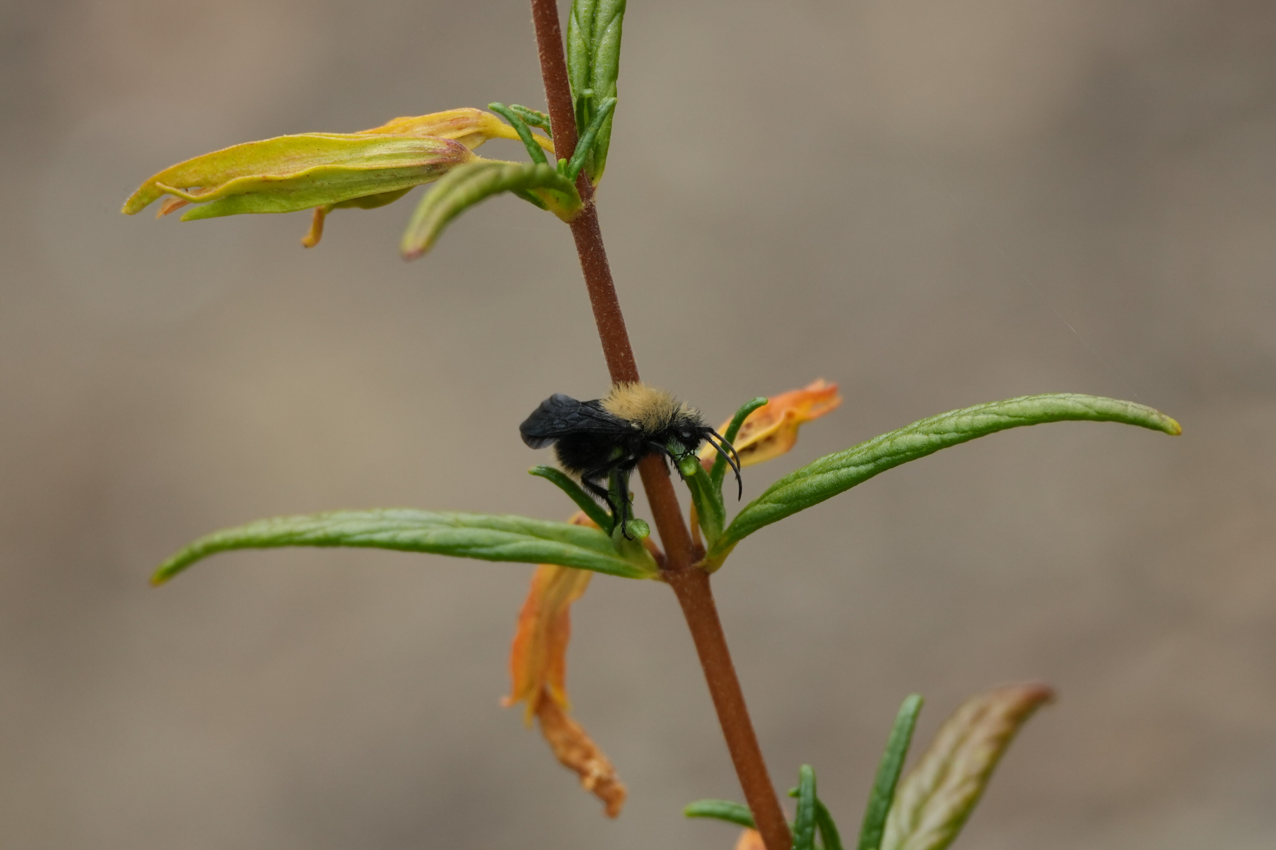 Las Trampas Wilderness Regional Preserve