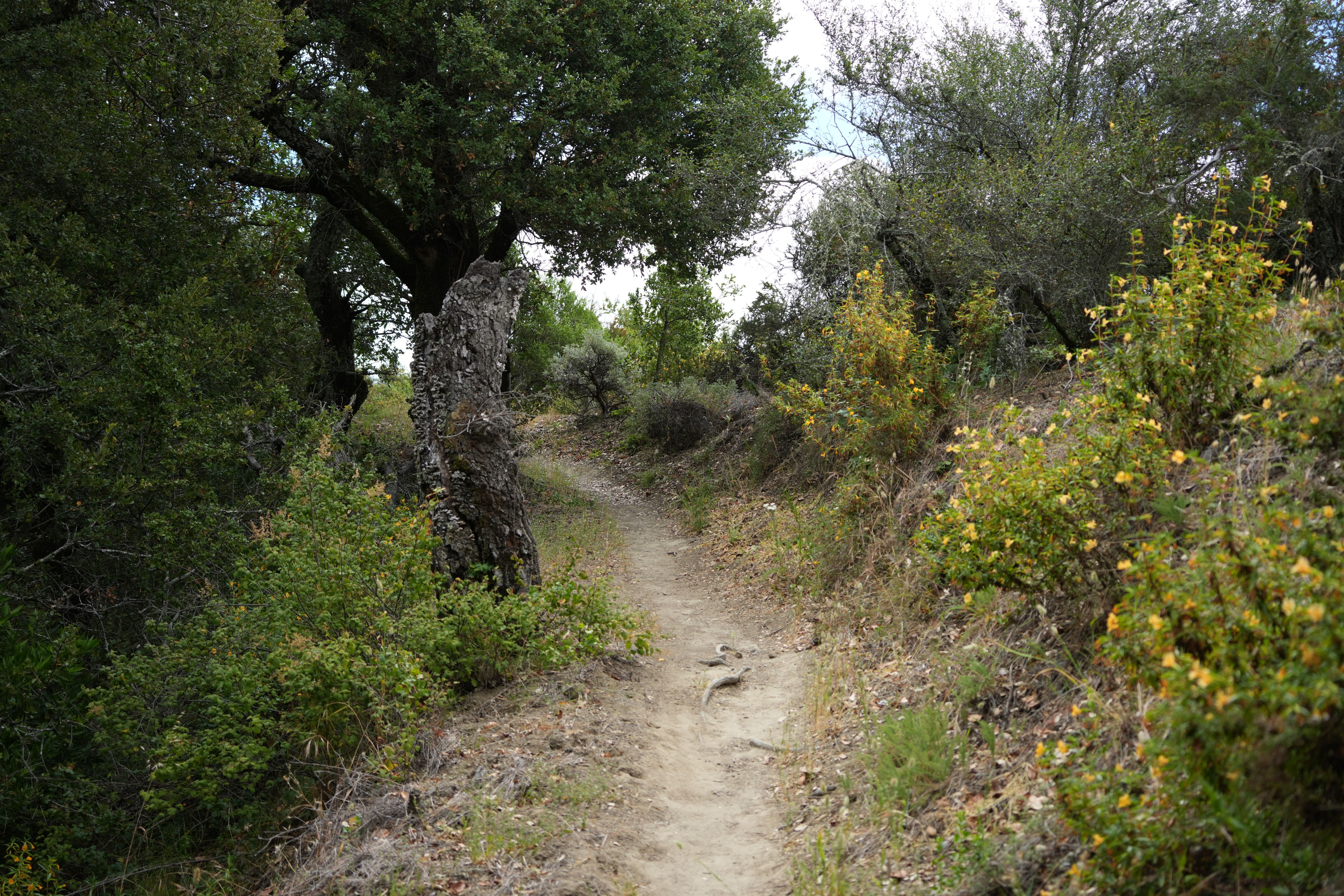 Las Trampas Wilderness Regional Preserve