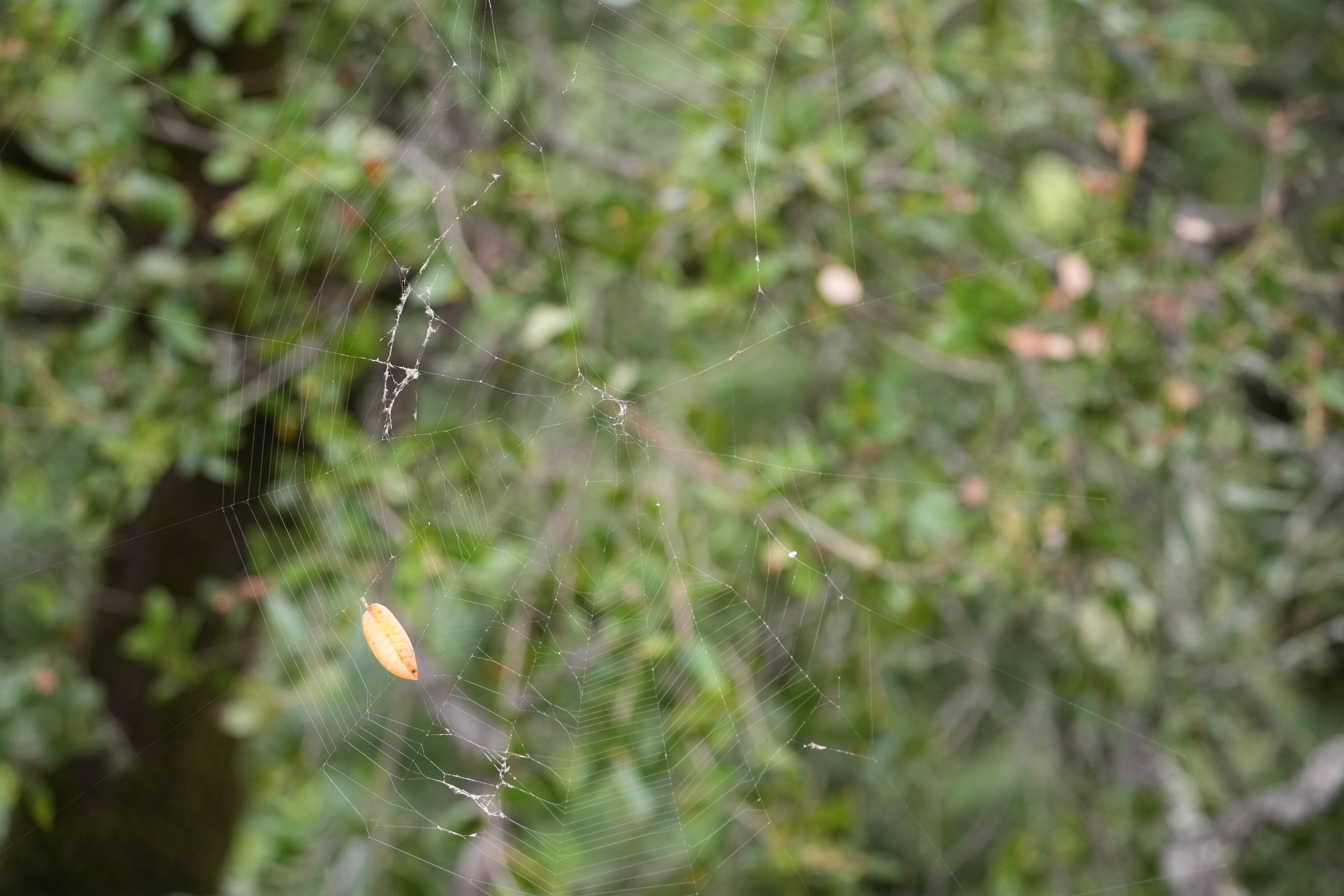 Las Trampas Wilderness Regional Preserve