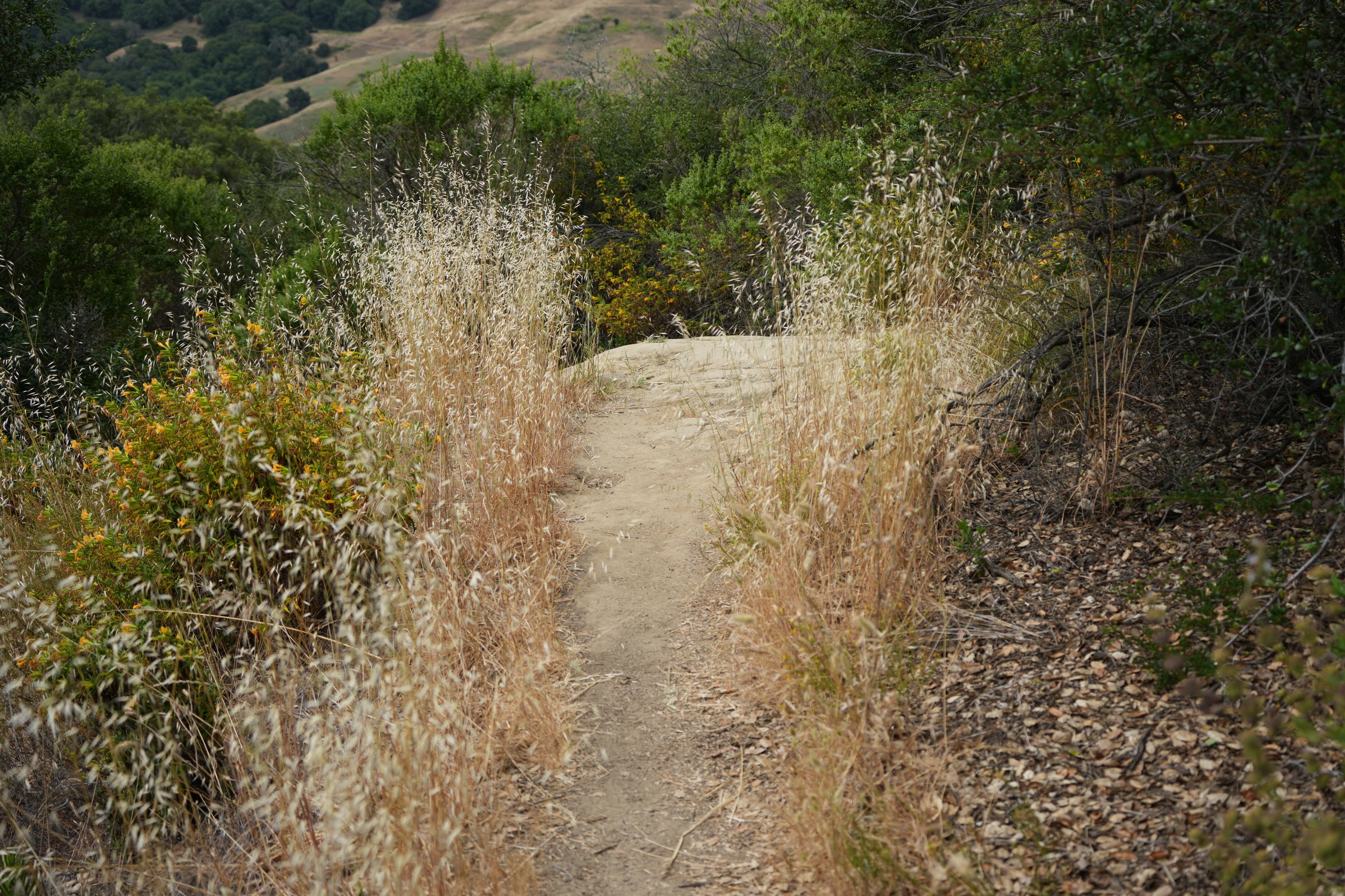 Las Trampas Wilderness Regional Preserve
