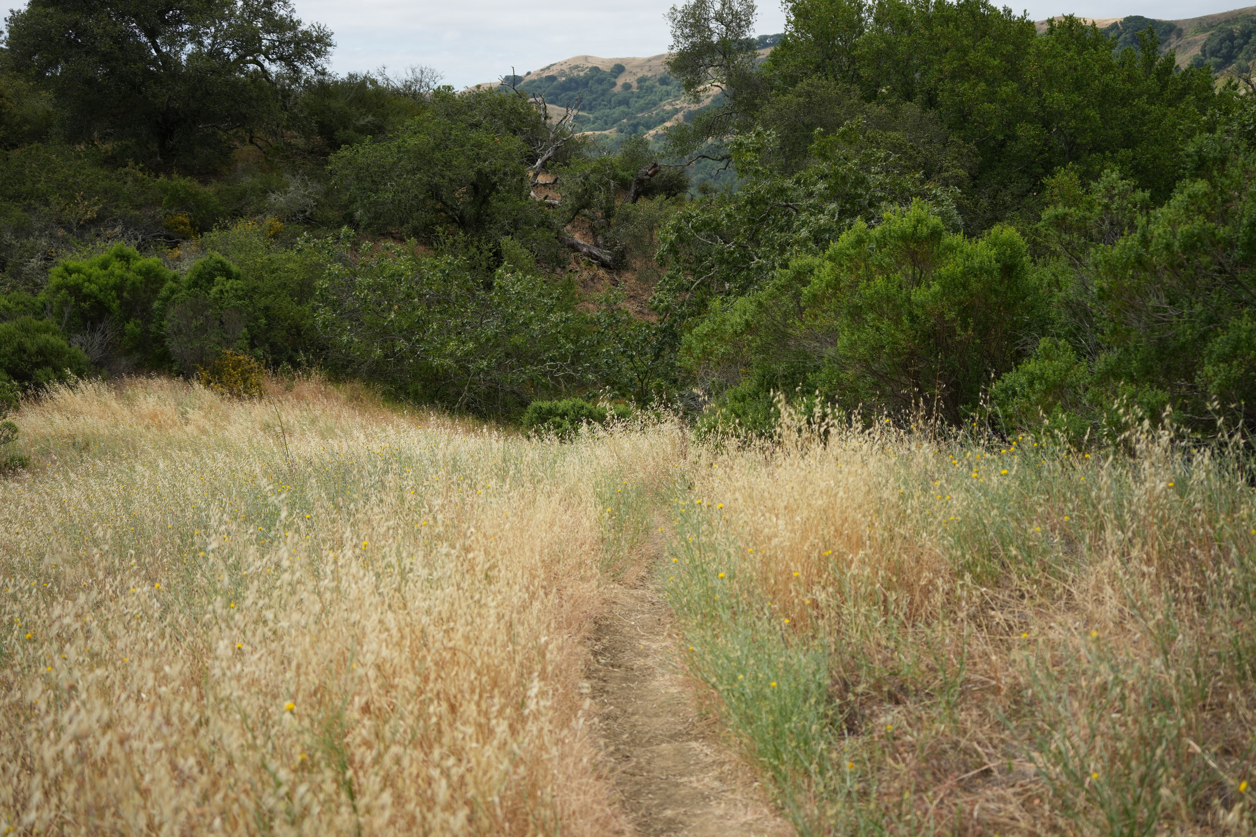 Las Trampas Wilderness Regional Preserve