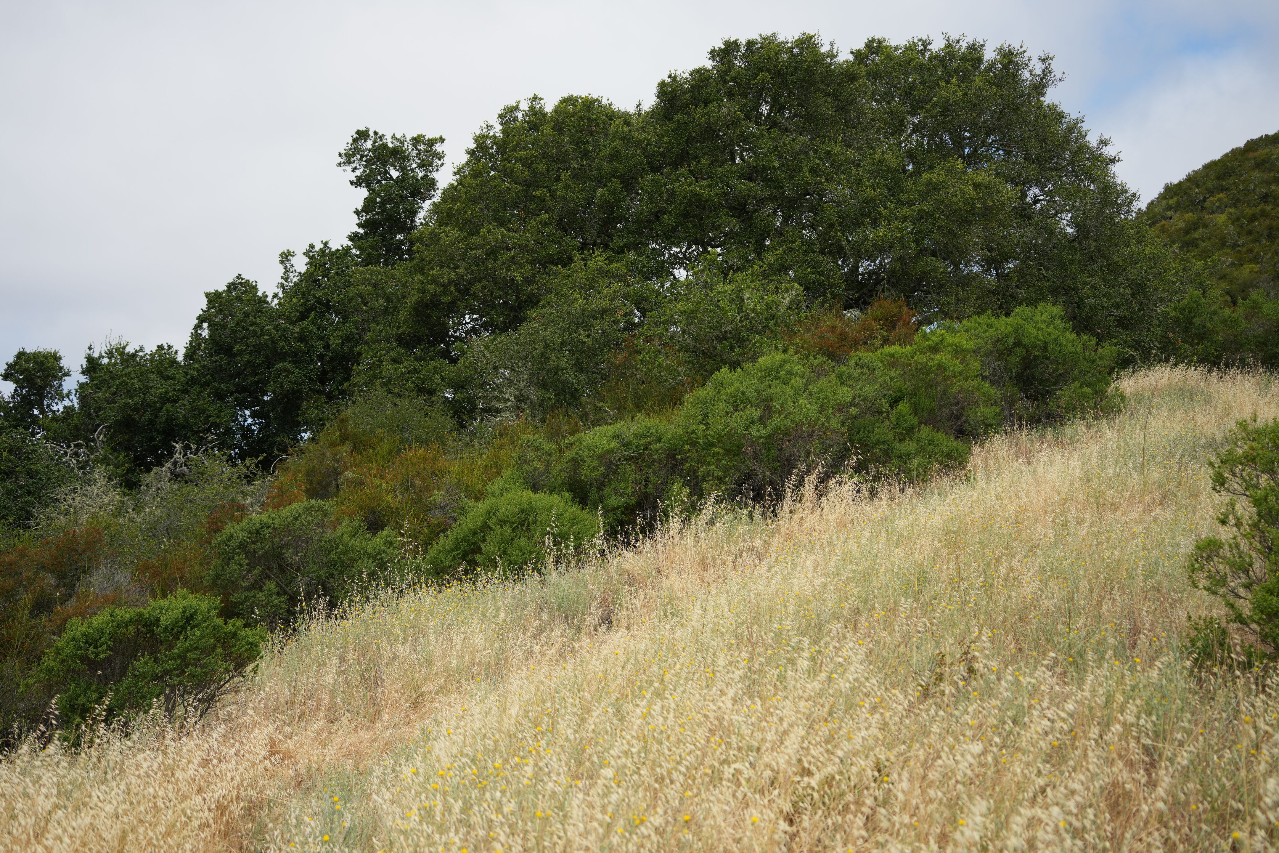 Las Trampas Wilderness Regional Preserve