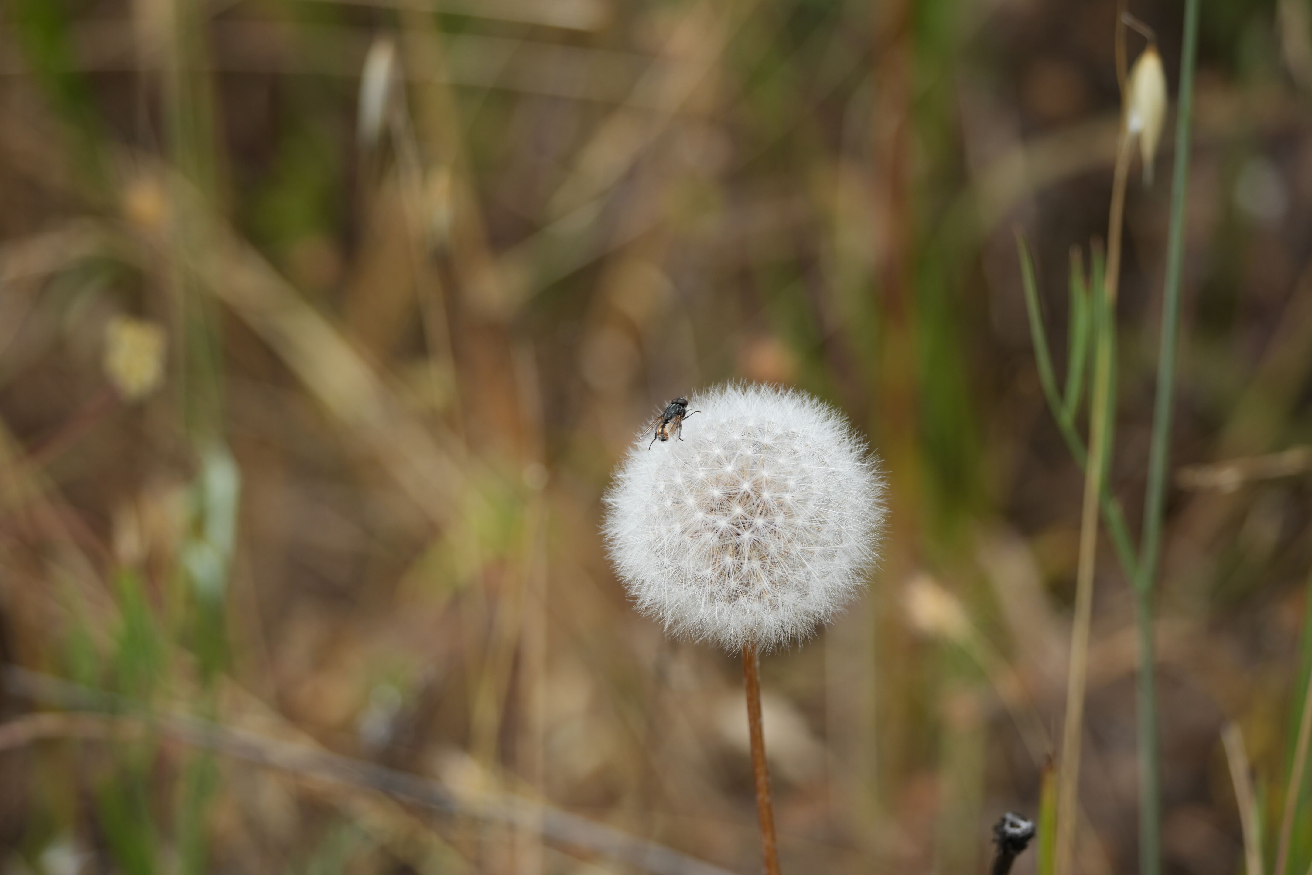 Las Trampas Wilderness Regional Preserve