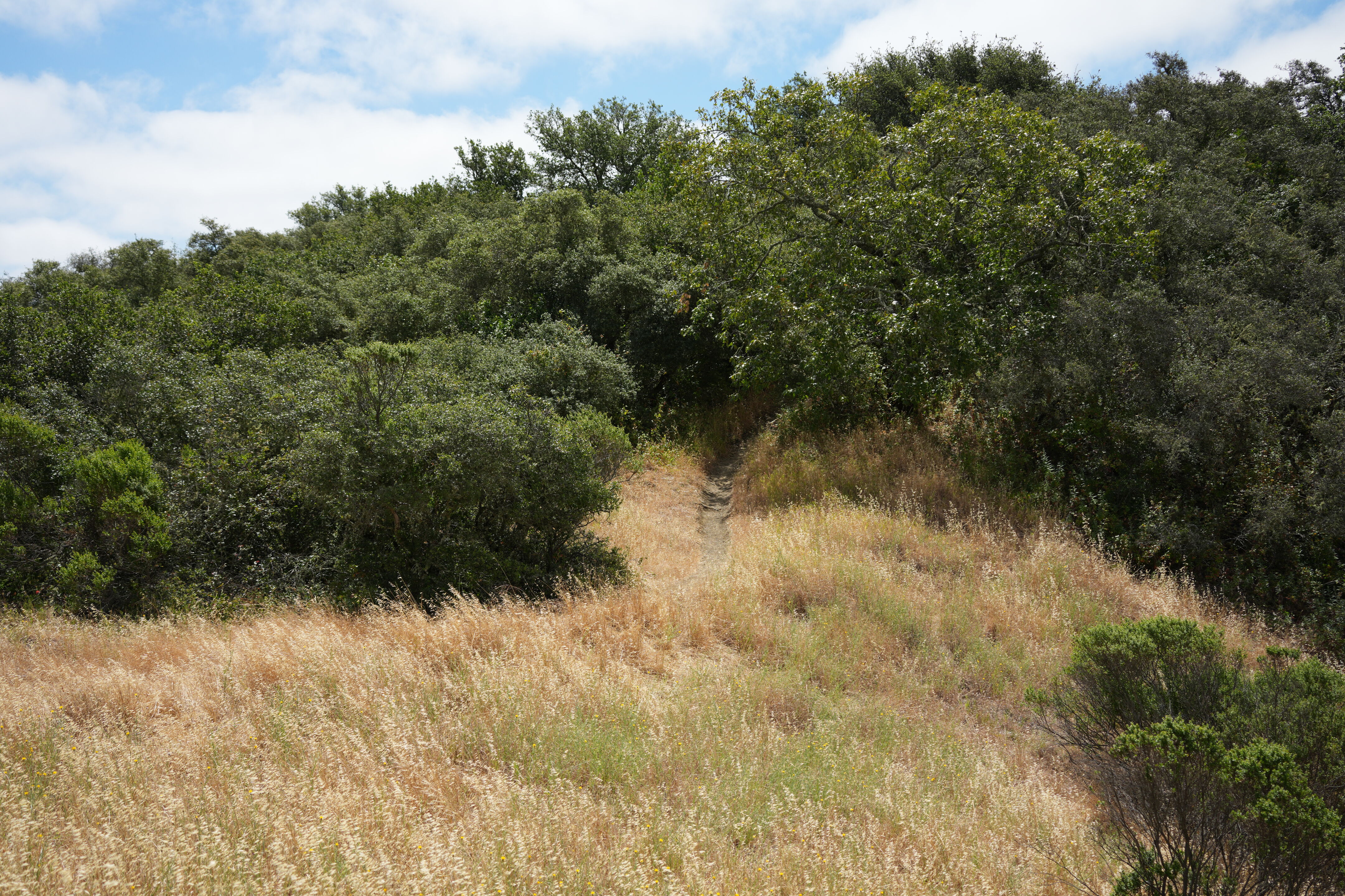Las Trampas Wilderness Regional Preserve