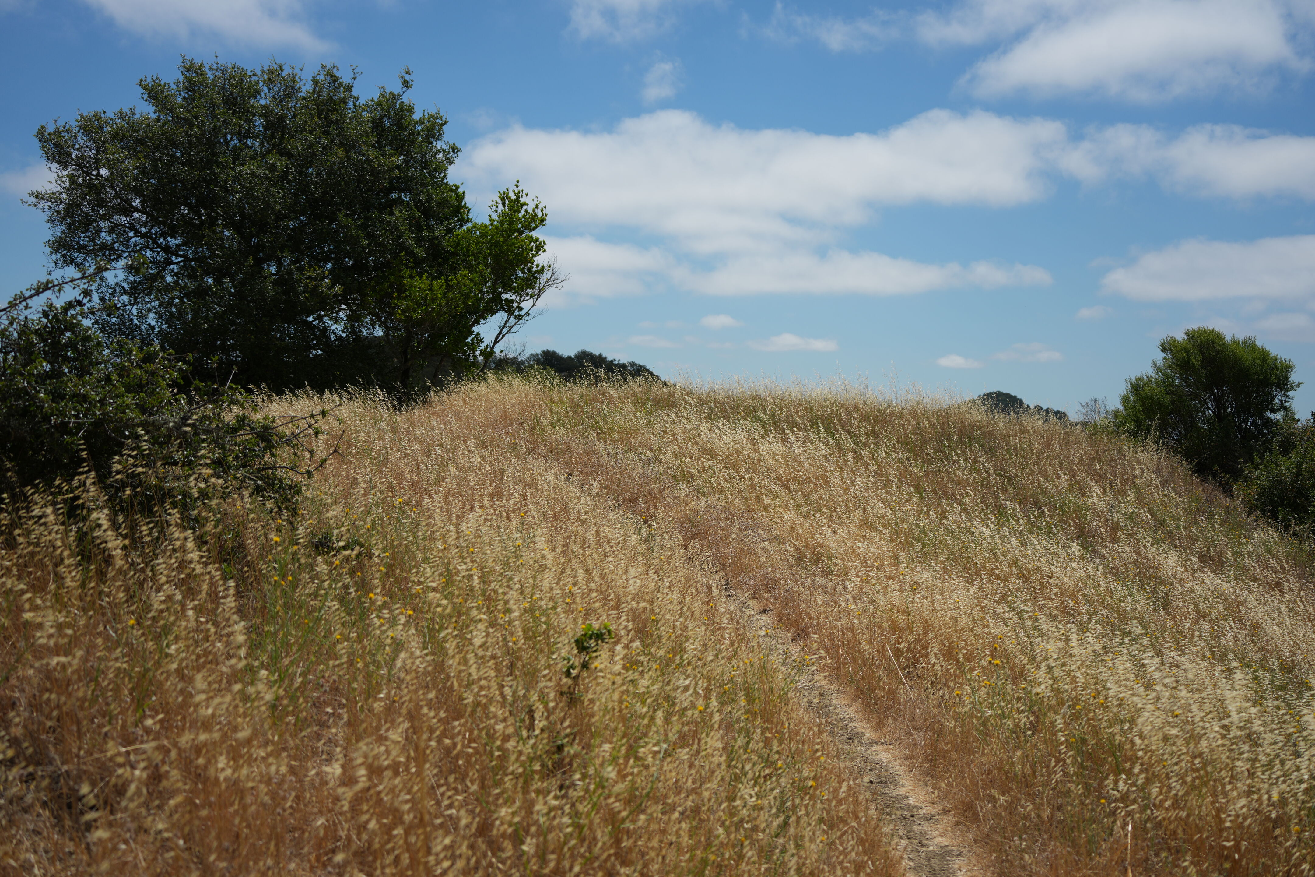Las Trampas Wilderness Regional Preserve