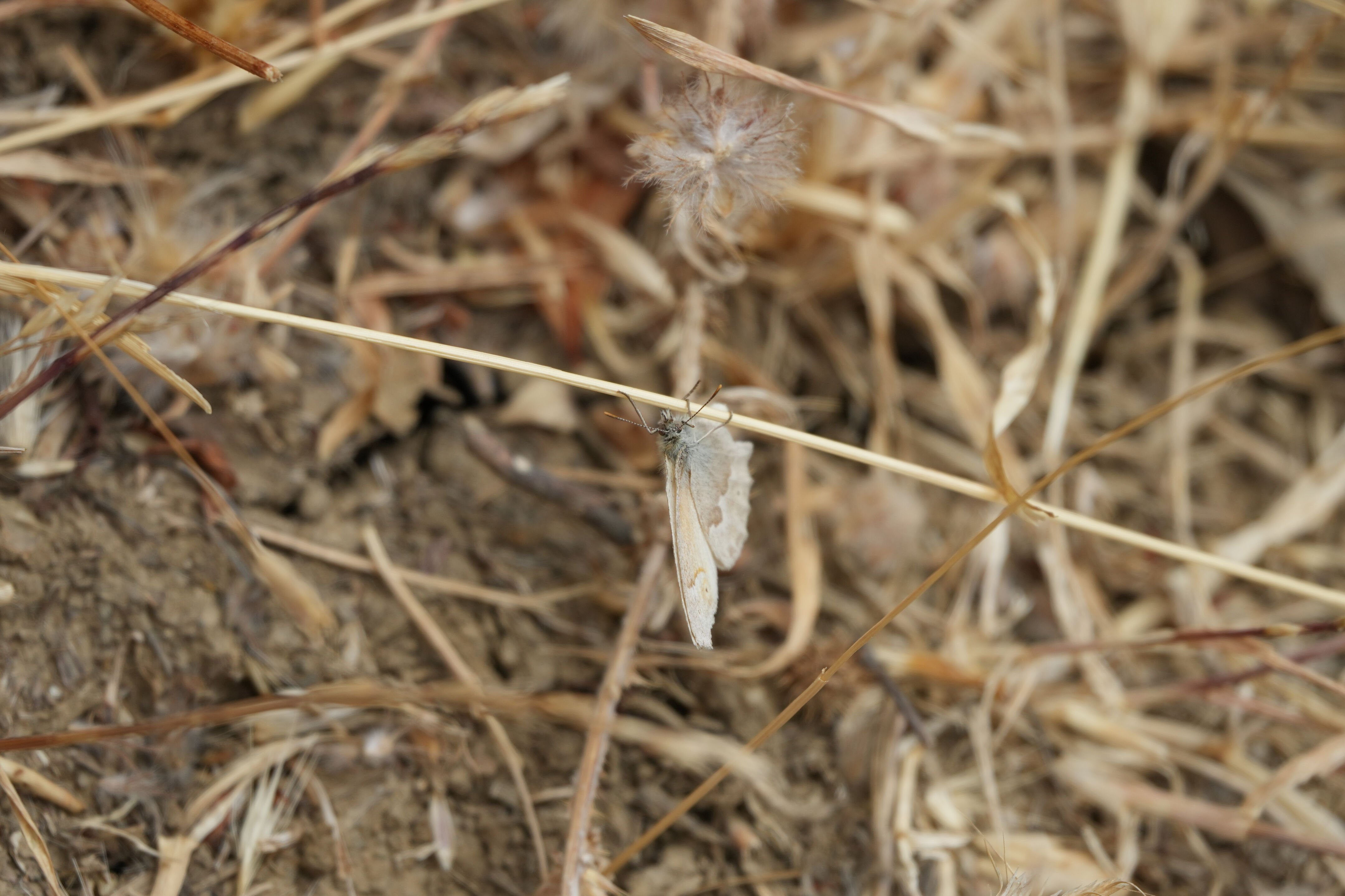 Las Trampas Wilderness Regional Preserve