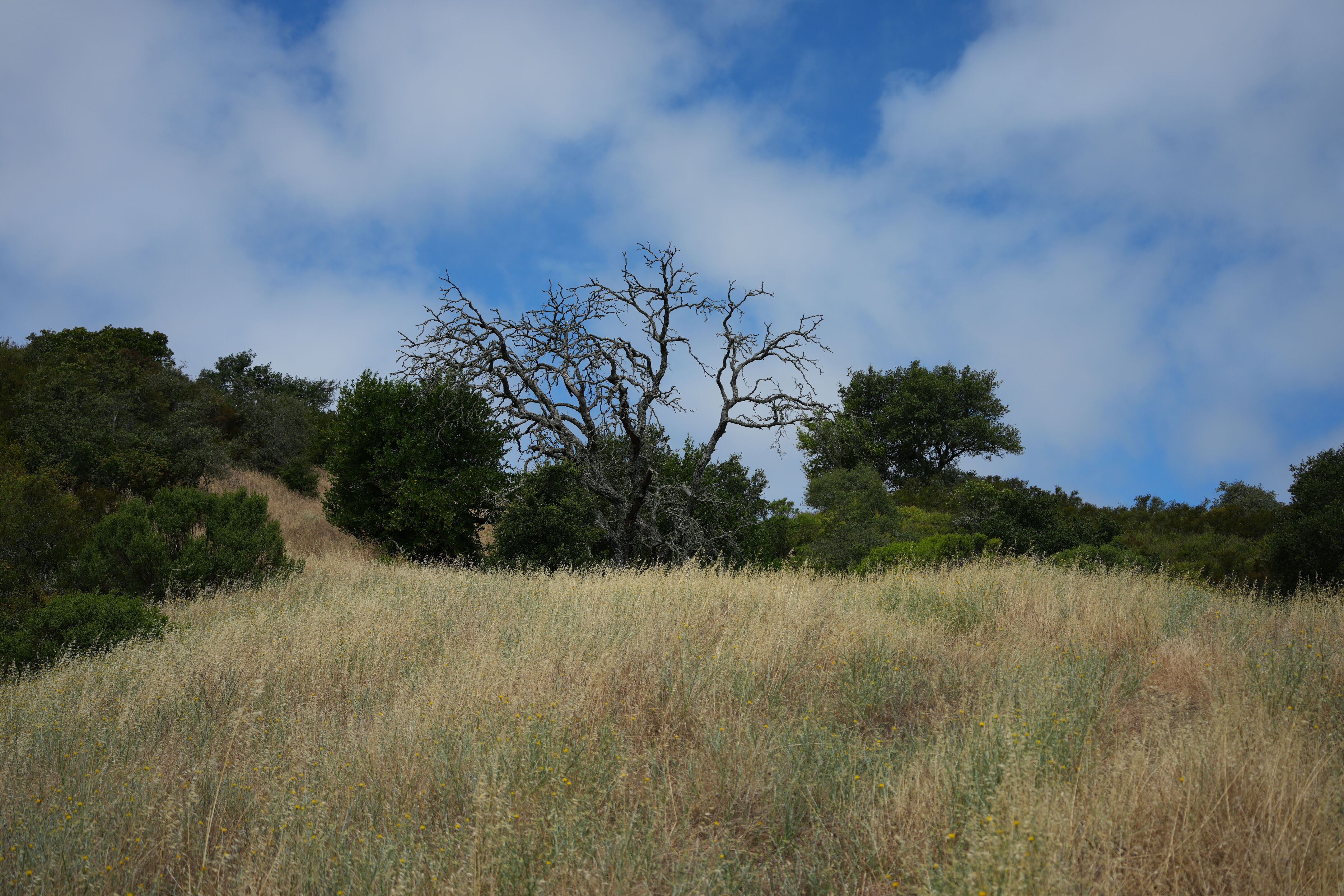Las Trampas Wilderness Regional Preserve
