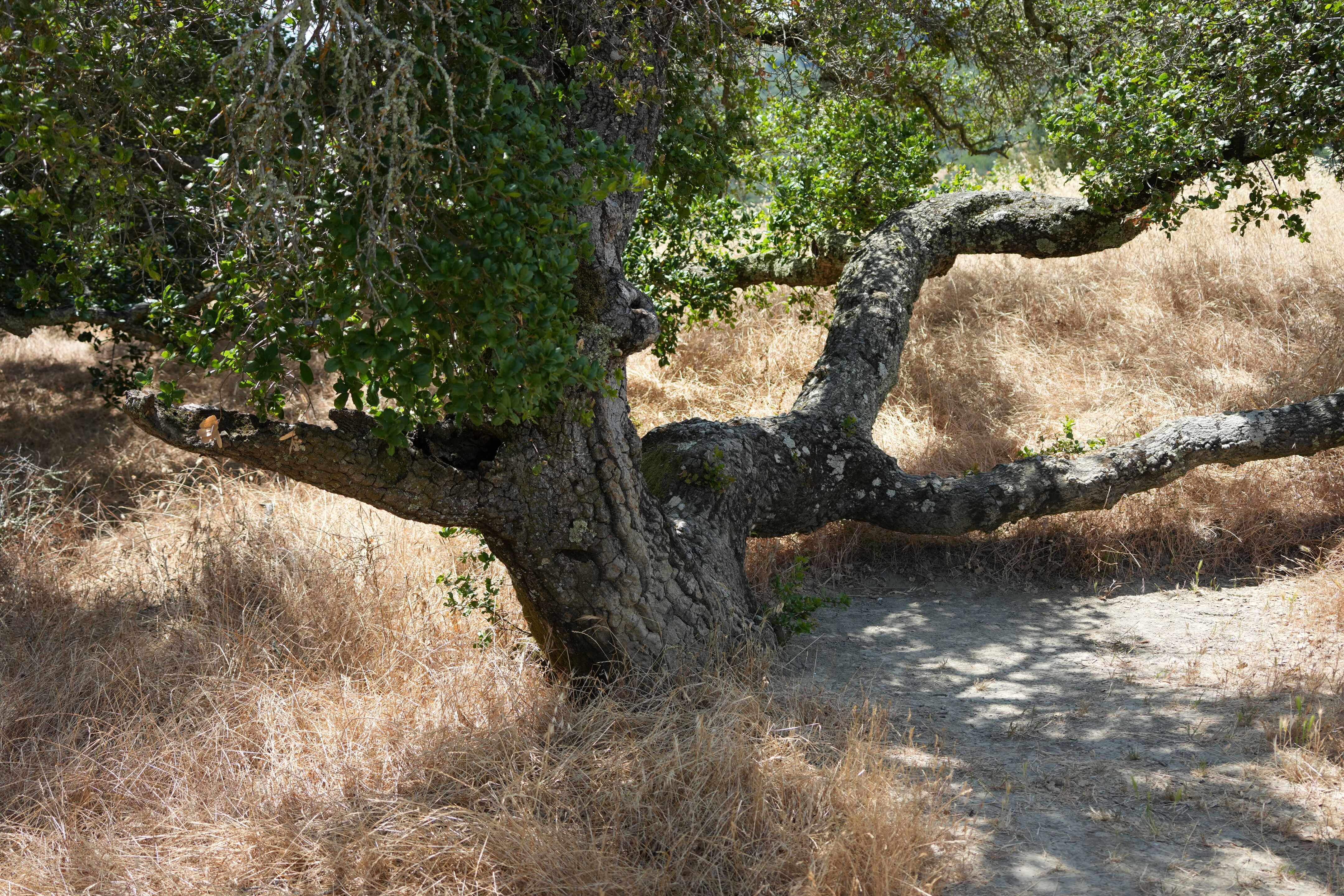 Las Trampas Wilderness Regional Preserve