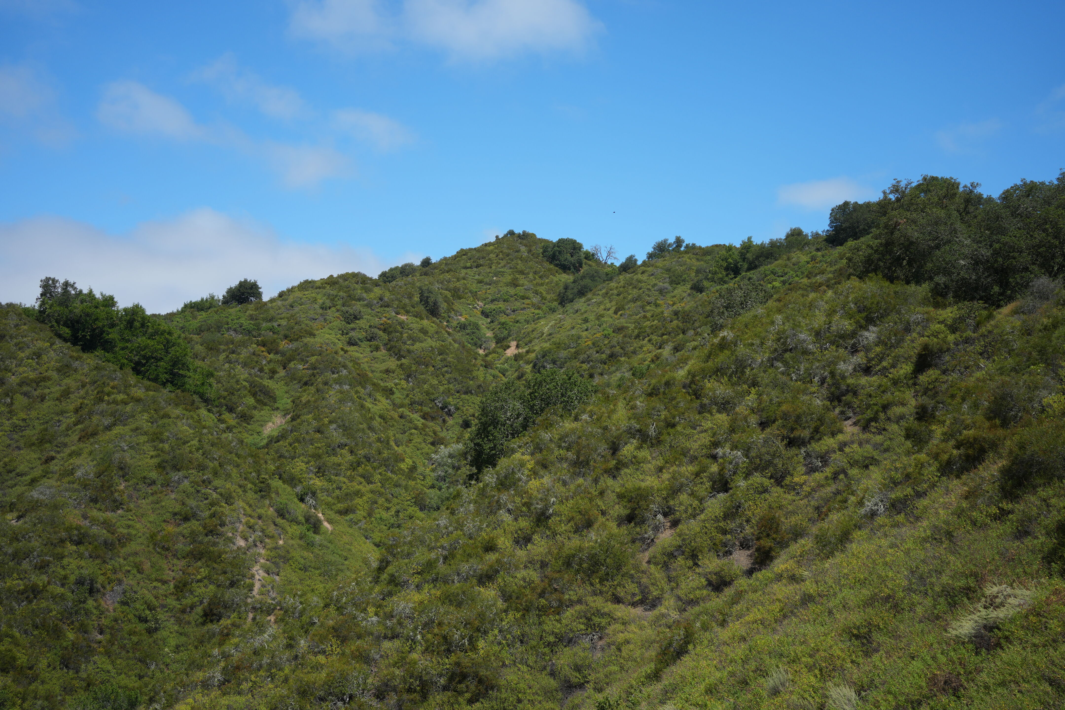 Las Trampas Wilderness Regional Preserve