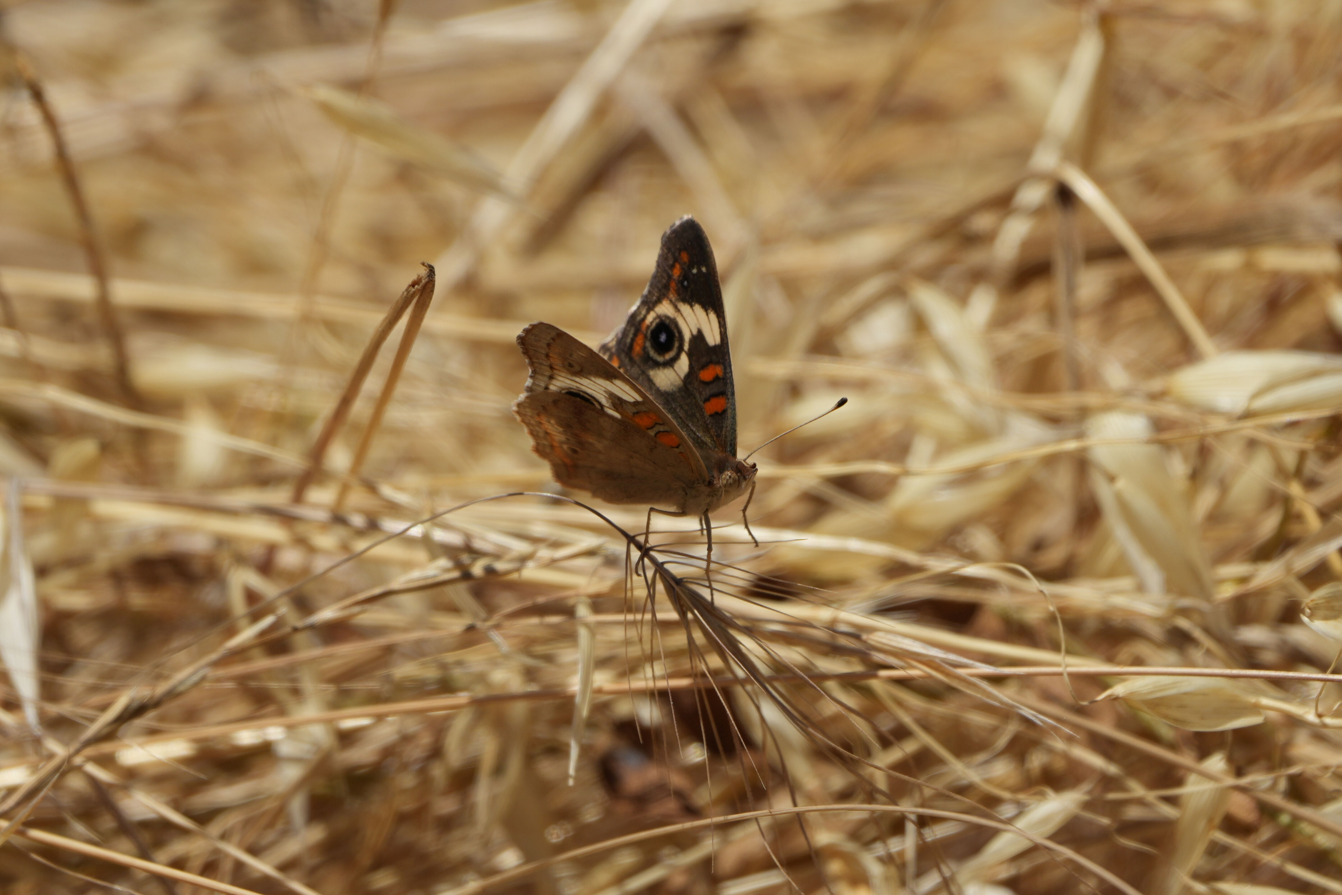 Las Trampas Wilderness Regional Preserve