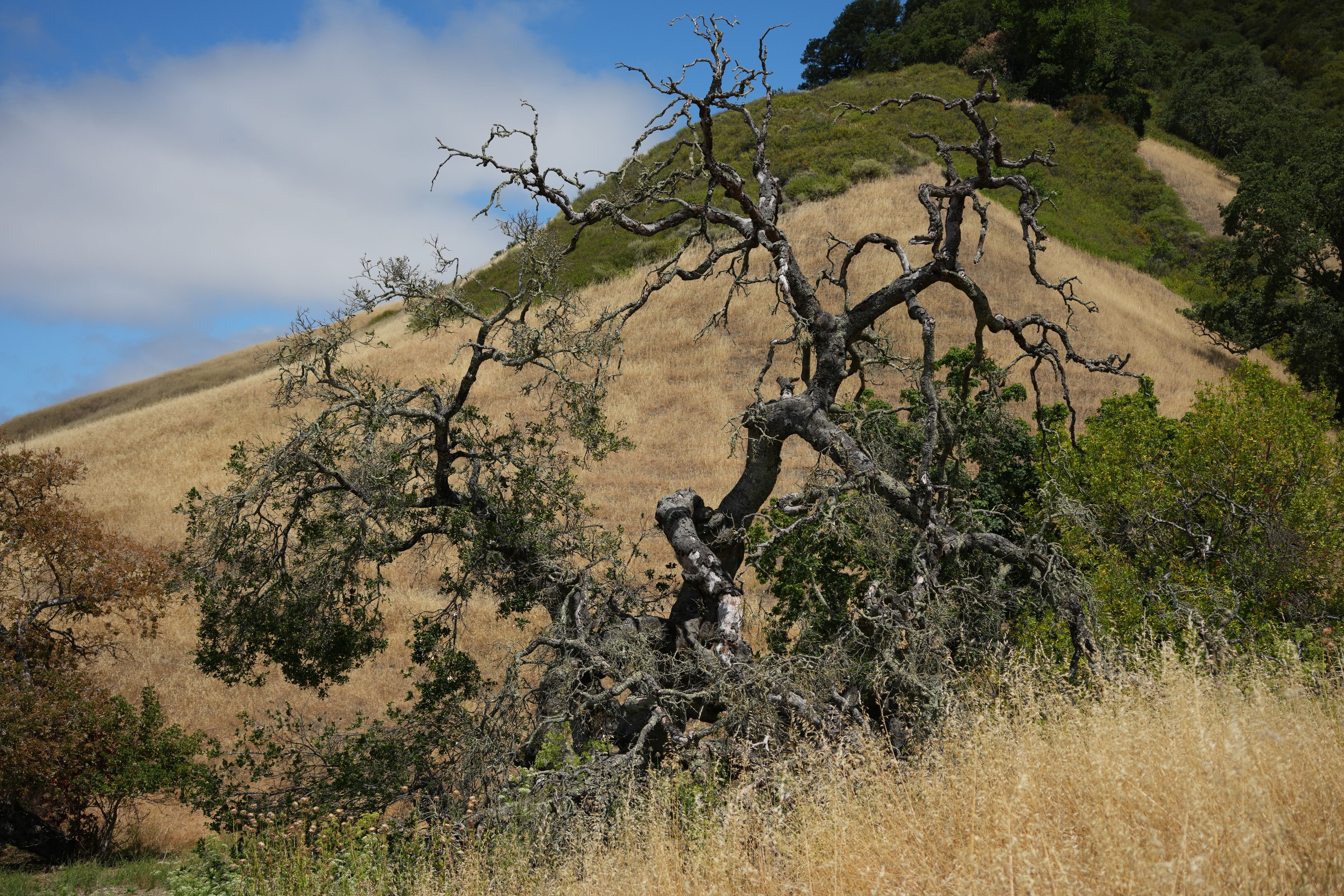 Las Trampas Wilderness Regional Preserve