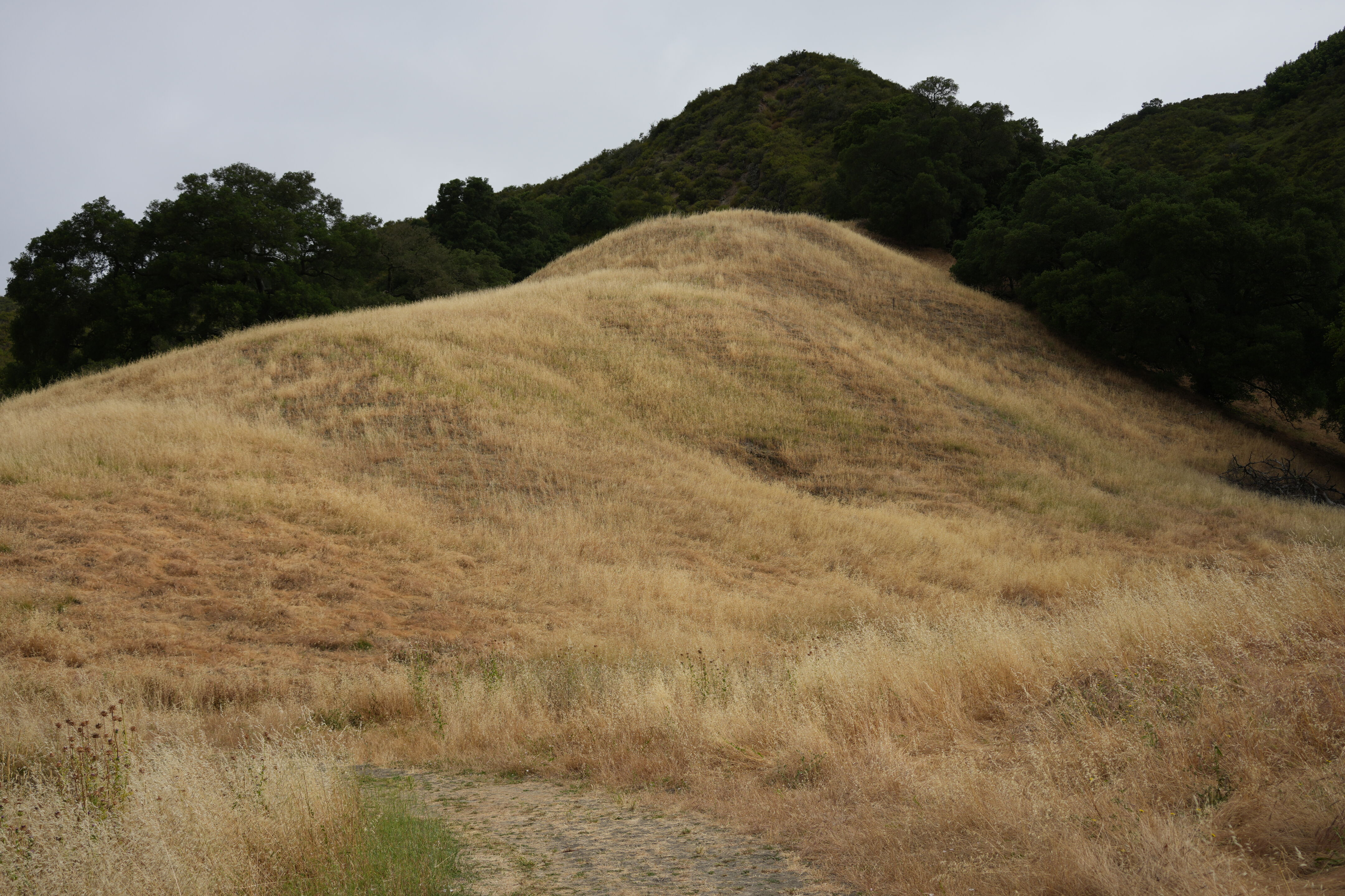 Las Trampas Wilderness Regional Preserve