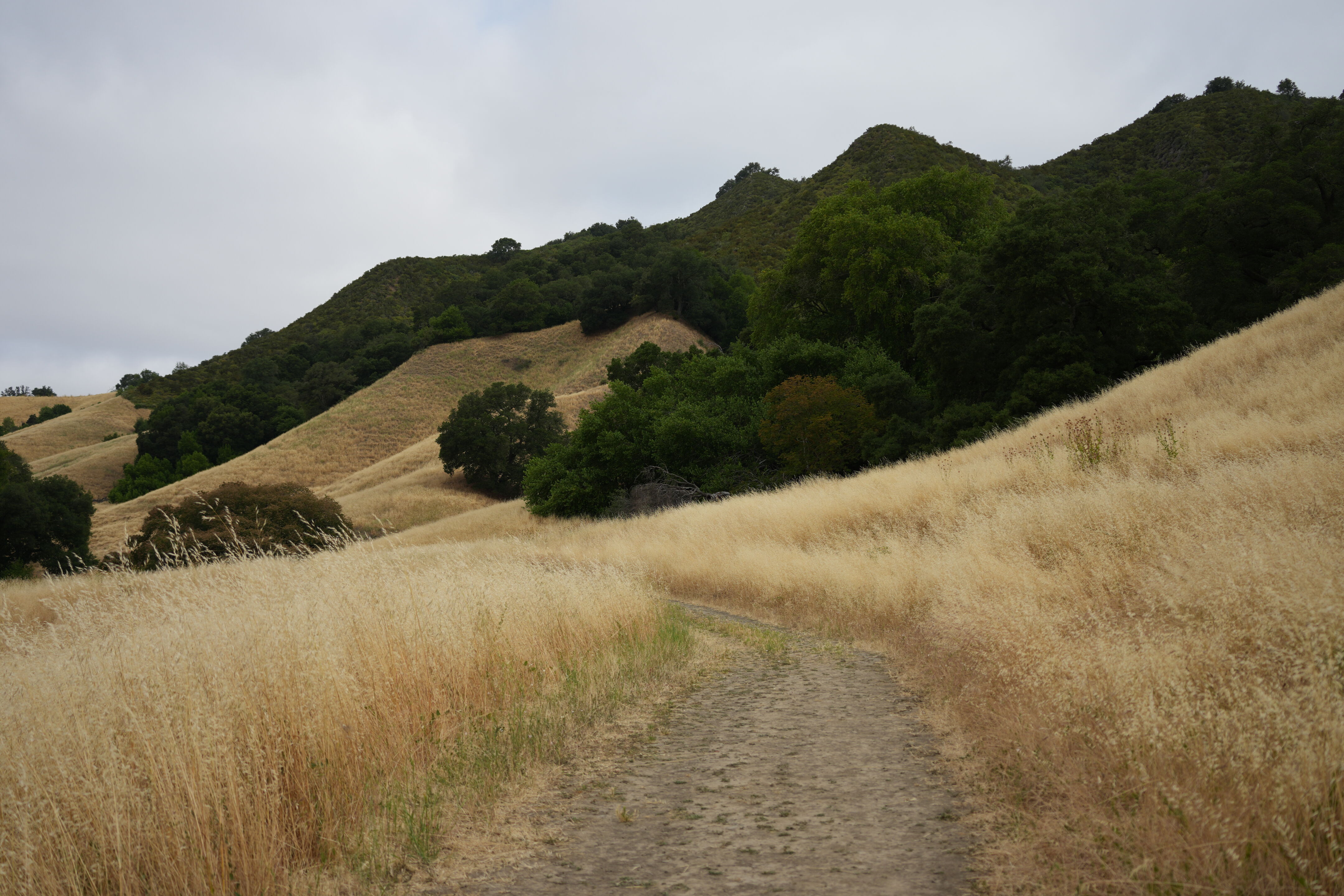 Las Trampas Wilderness Regional Preserve