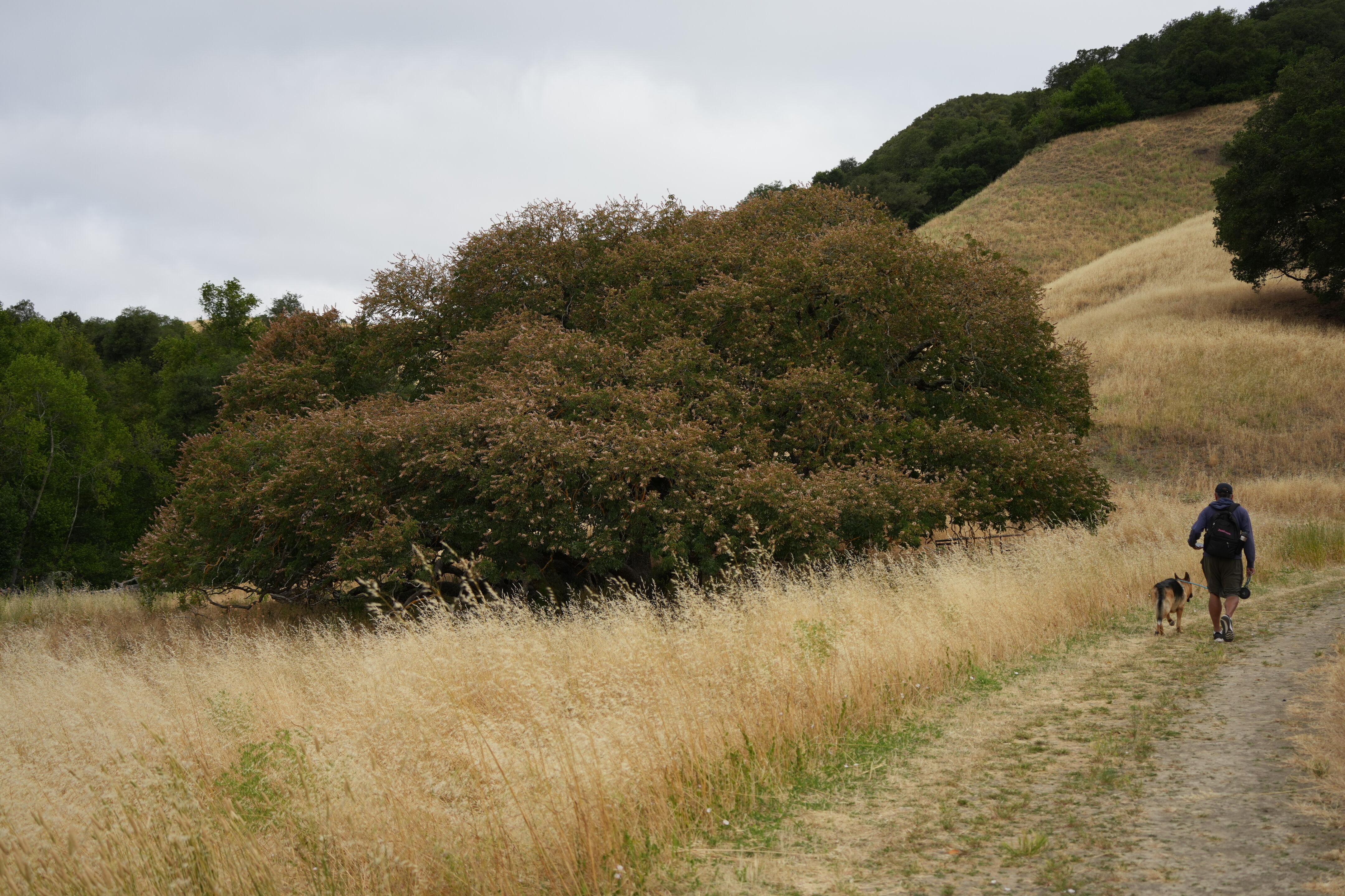 Las Trampas Wilderness Regional Preserve