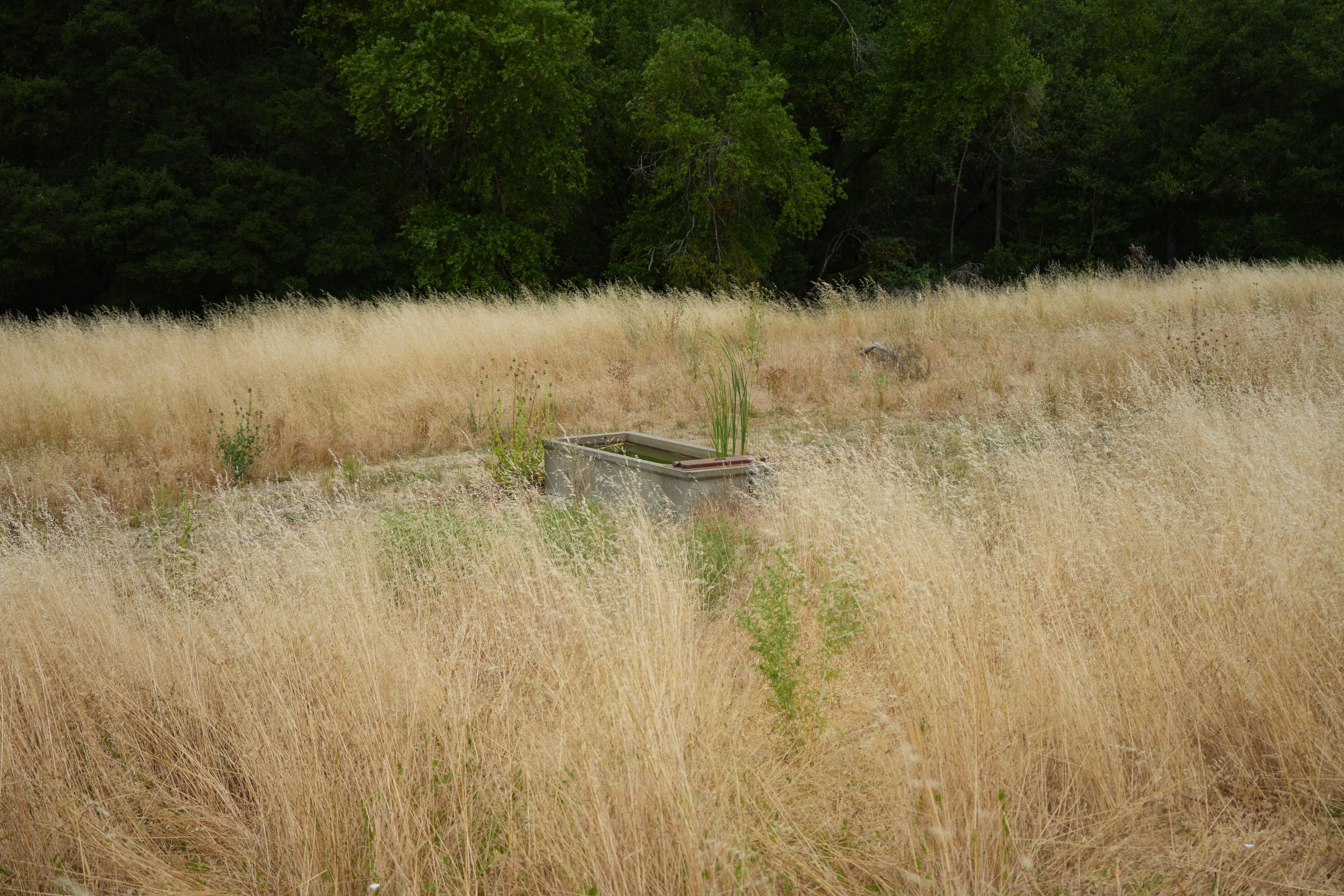 Las Trampas Wilderness Regional Preserve