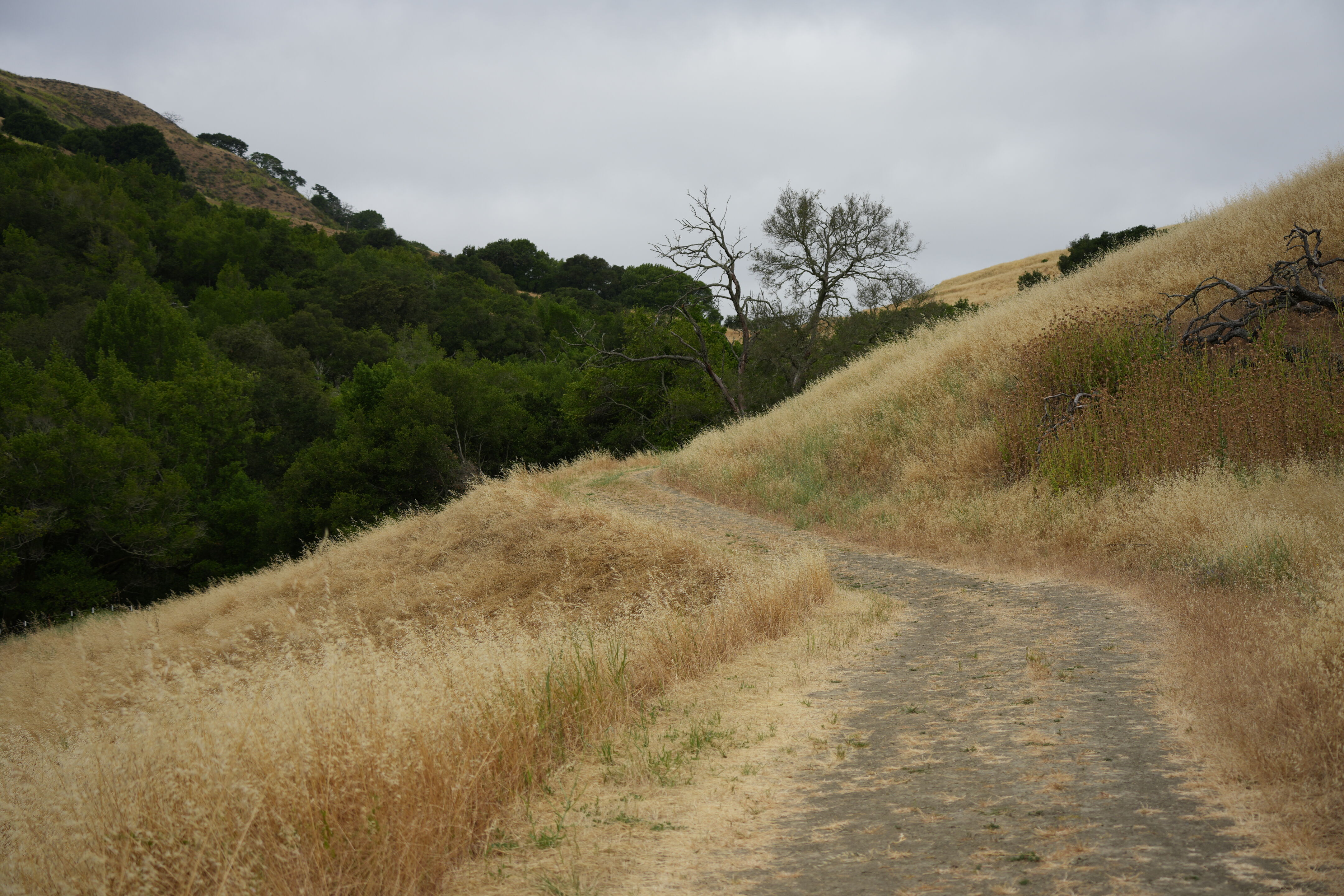Las Trampas Wilderness Regional Preserve