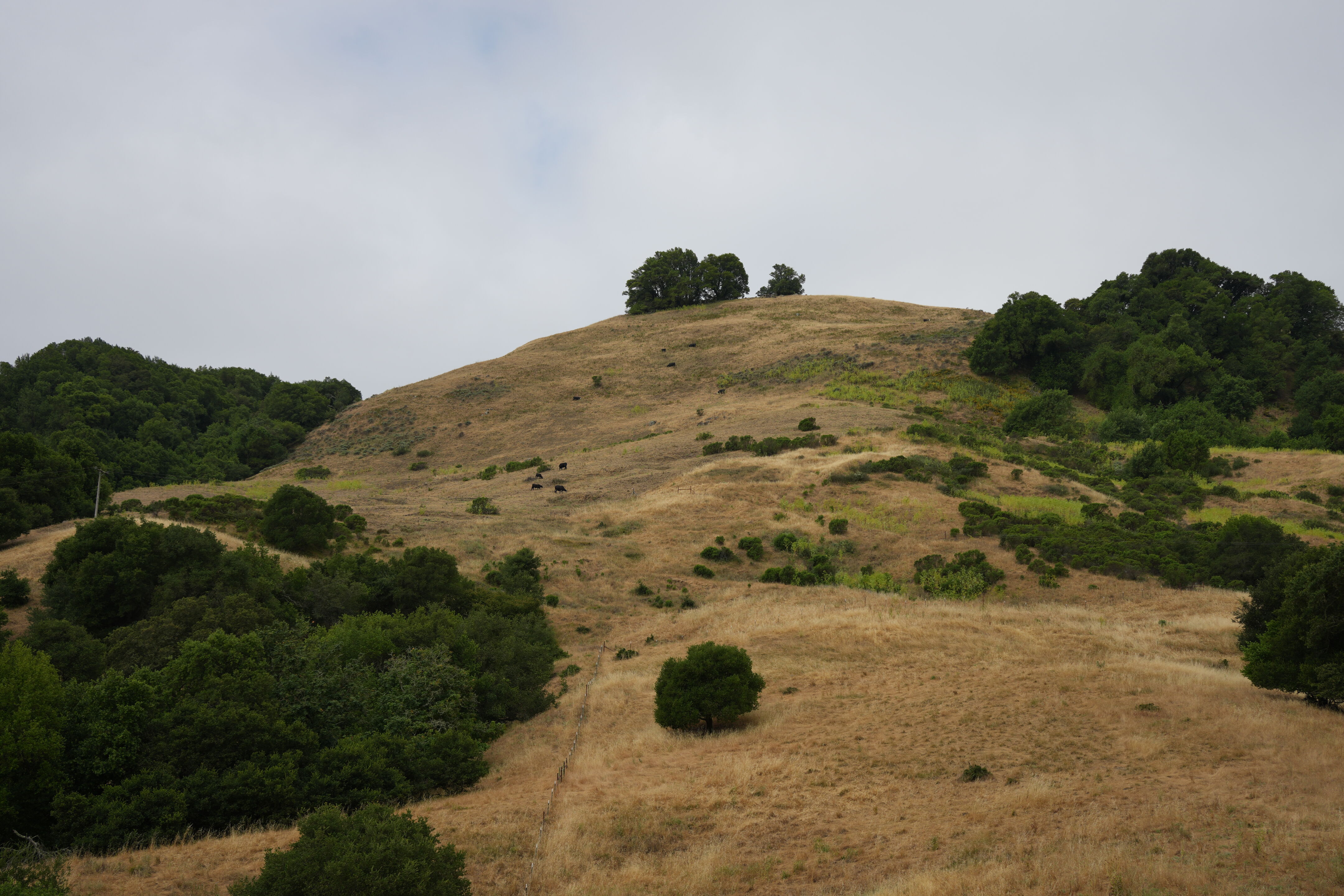 Las Trampas Wilderness Regional Preserve
