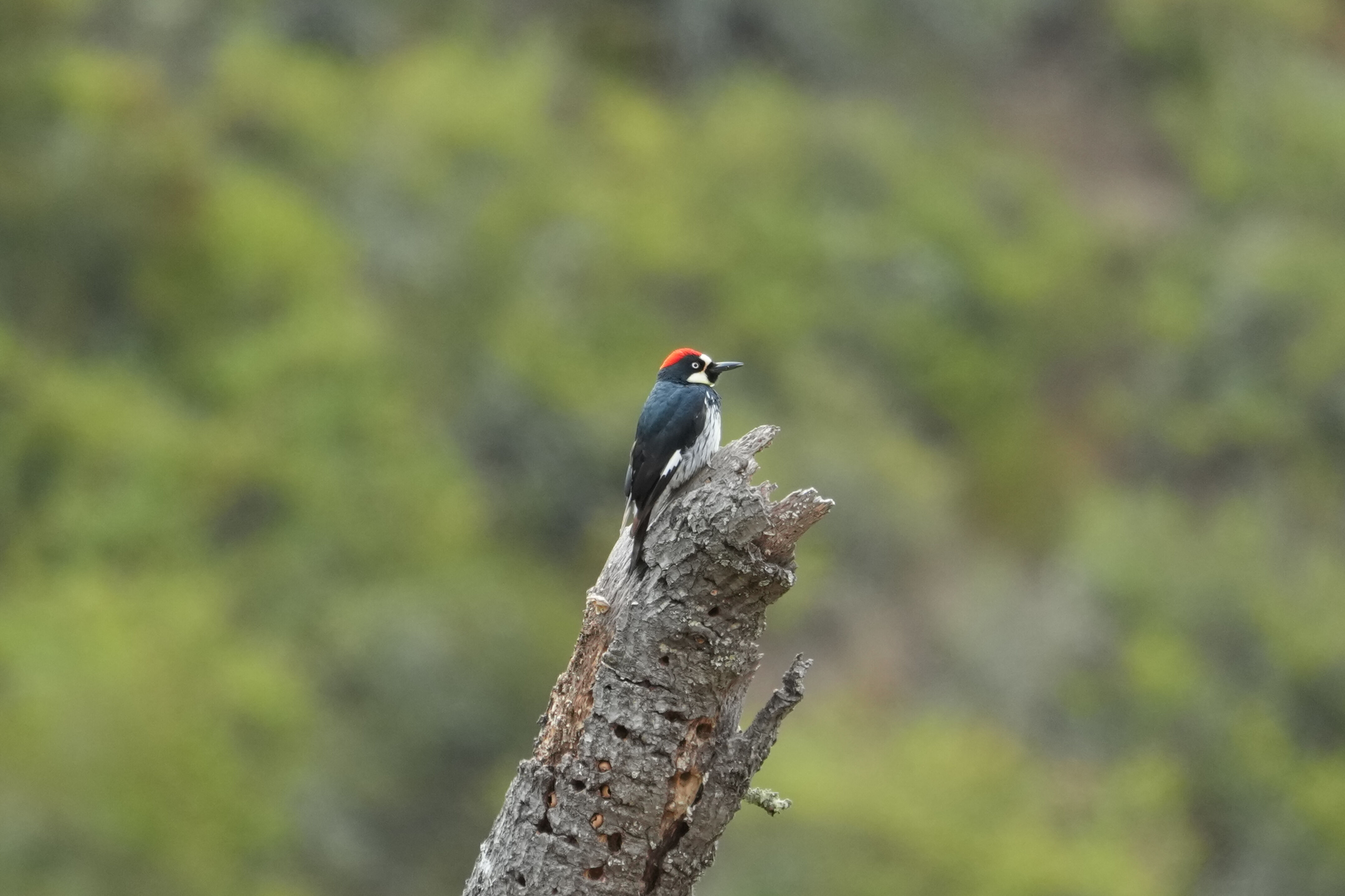 Las Trampas Wilderness Regional Preserve