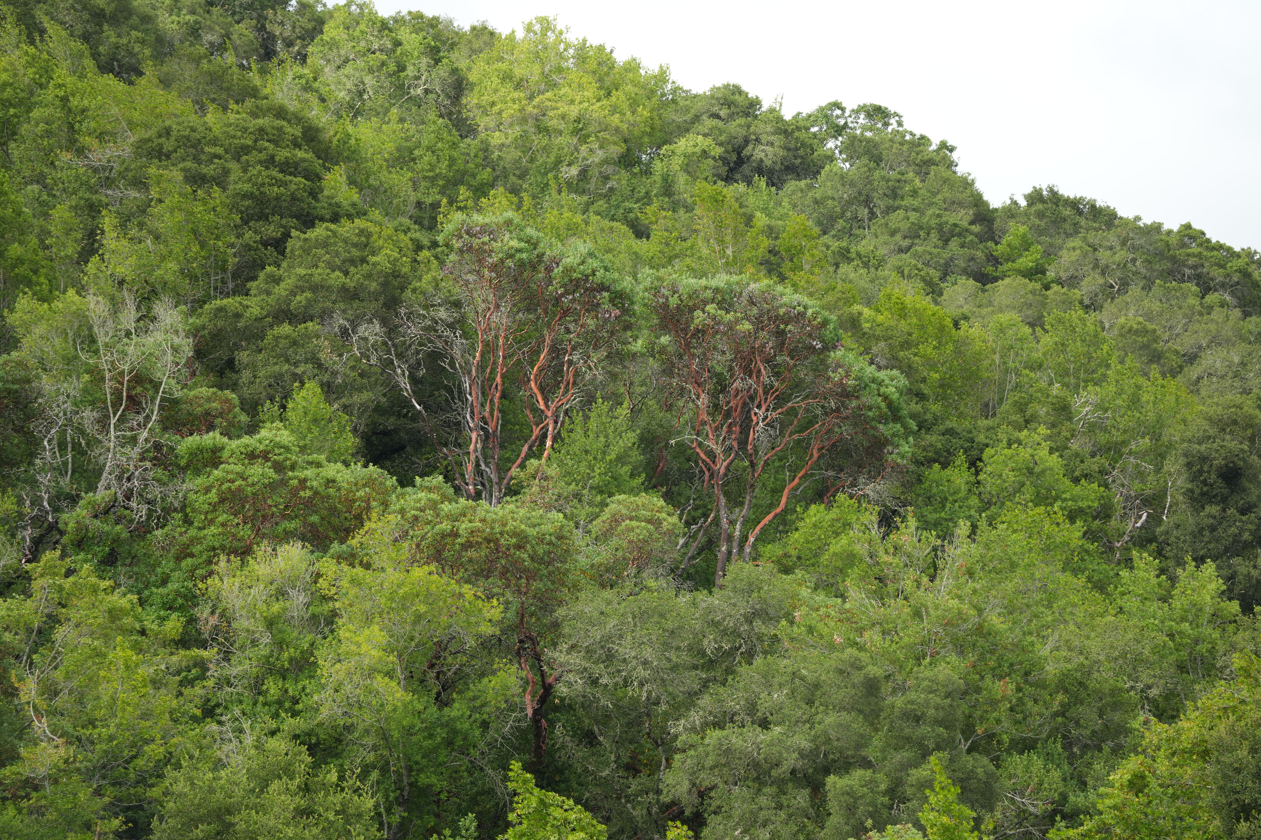 Briones Regional Park
