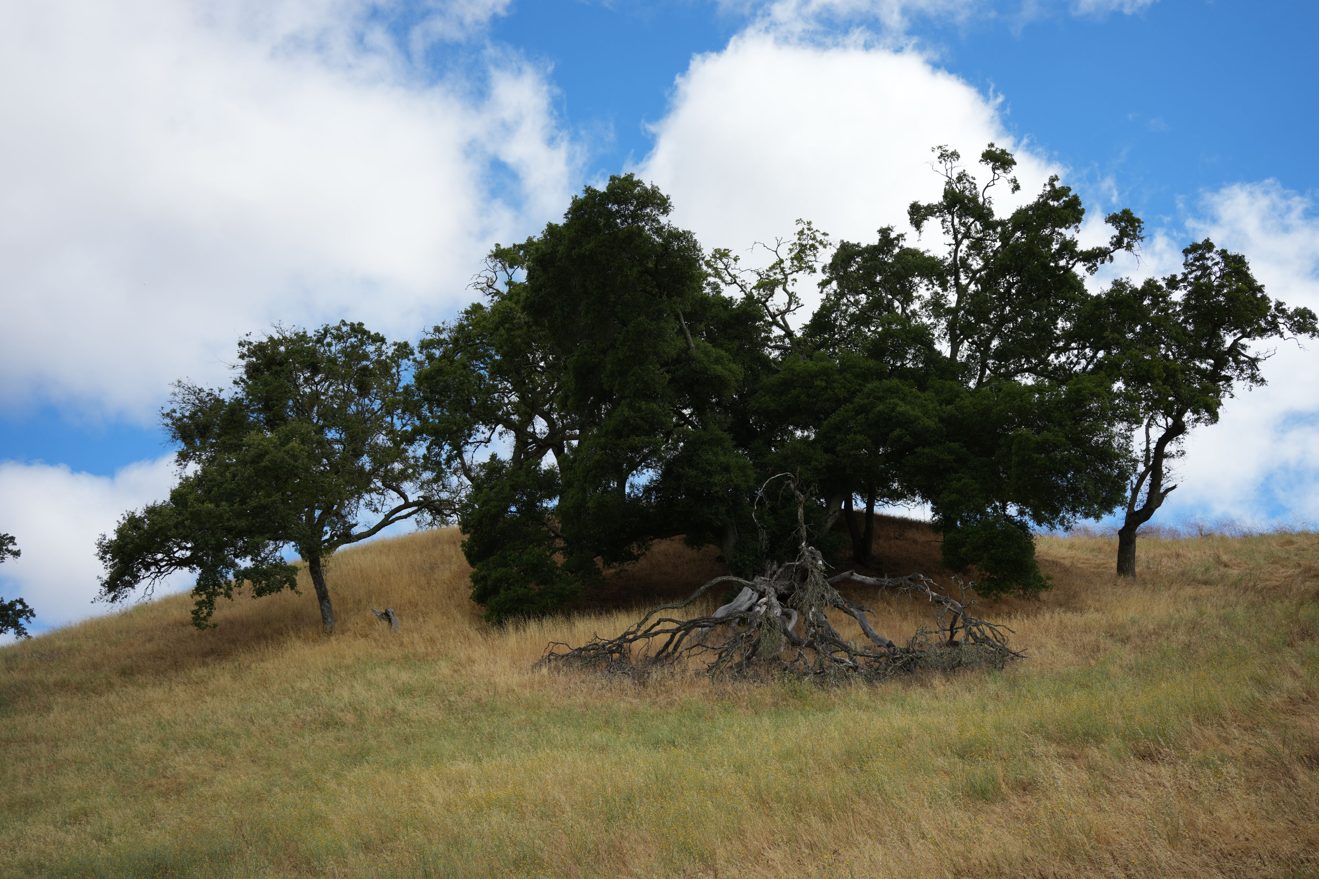 Briones Regional Park