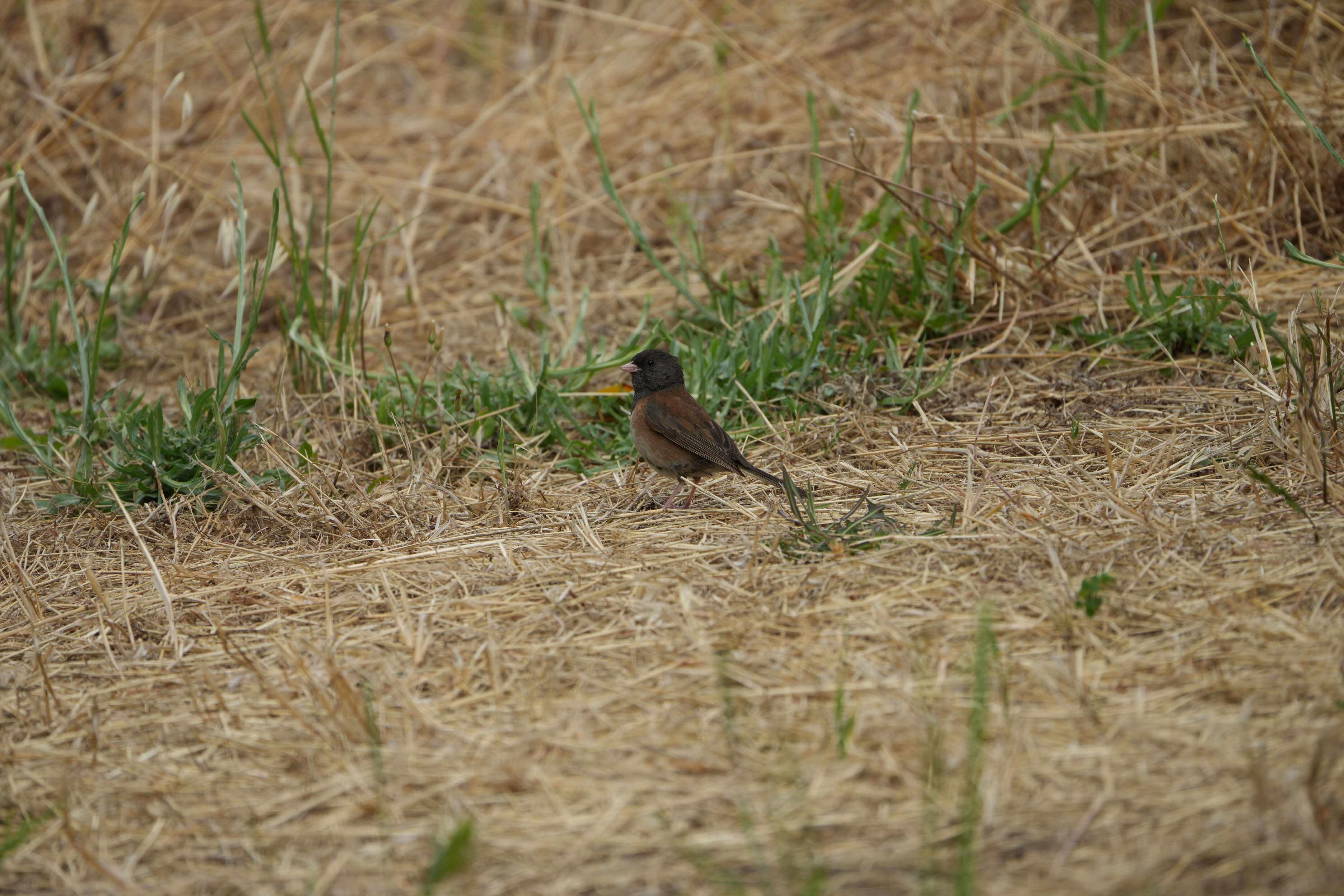 Briones Regional Park