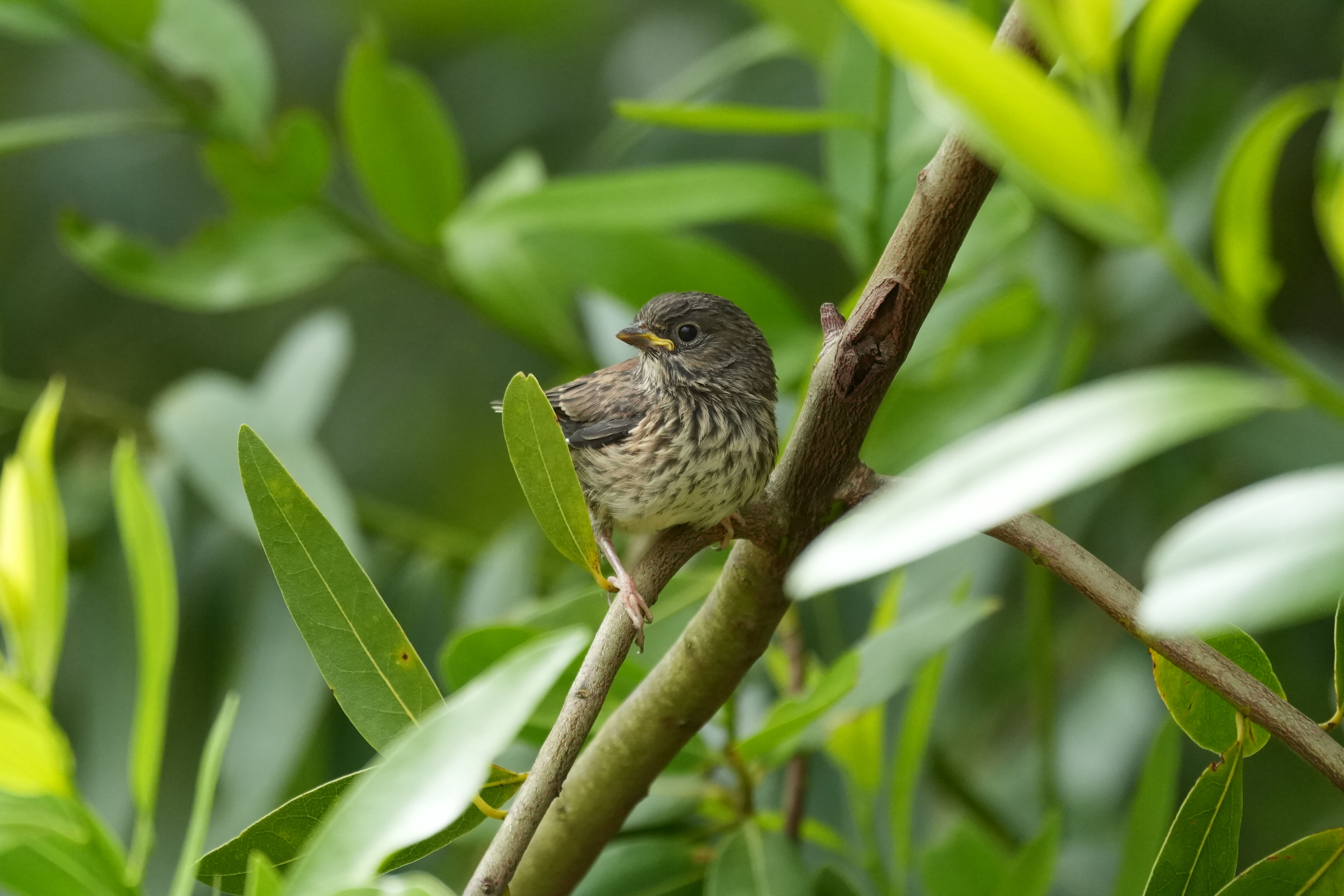Juvenile Dark-Eyed Junco