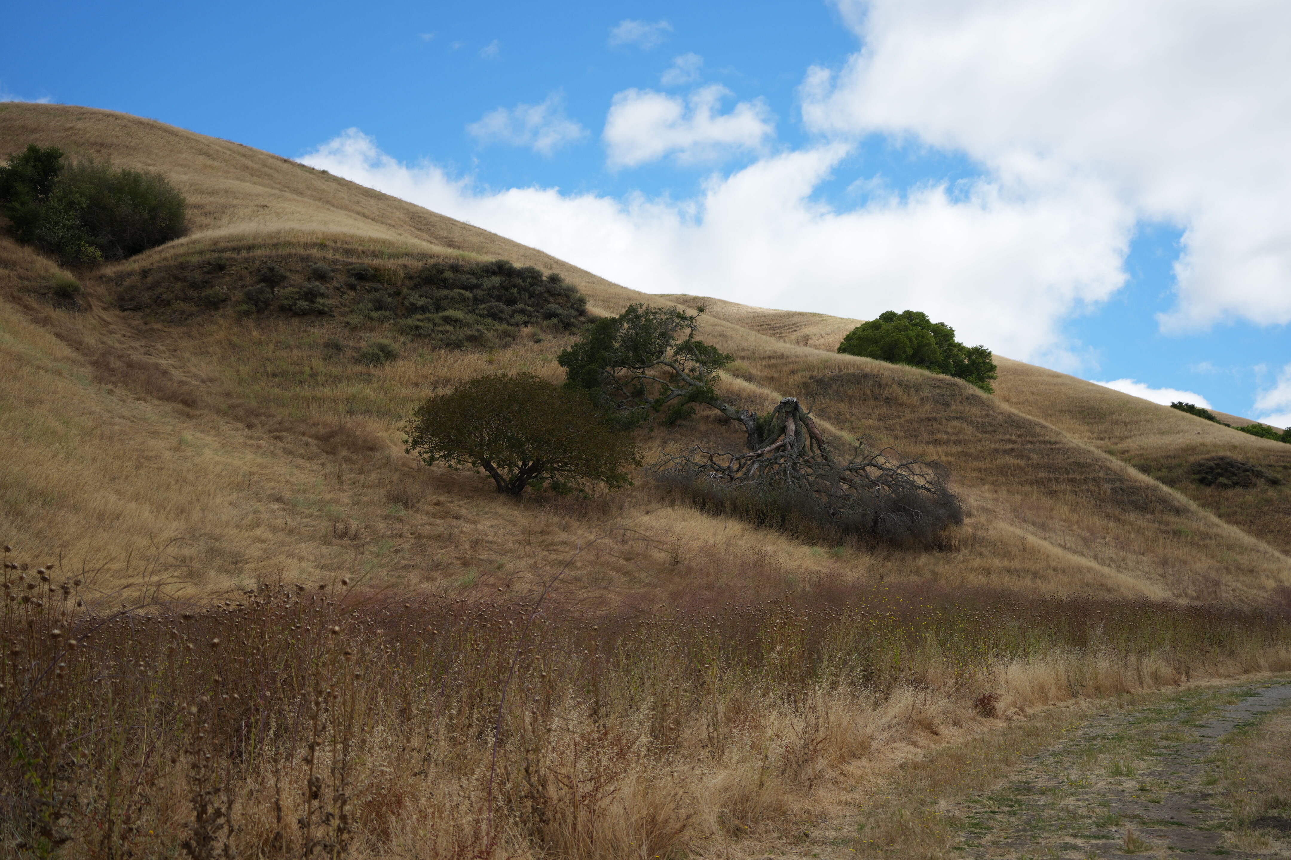 Briones Regional Park