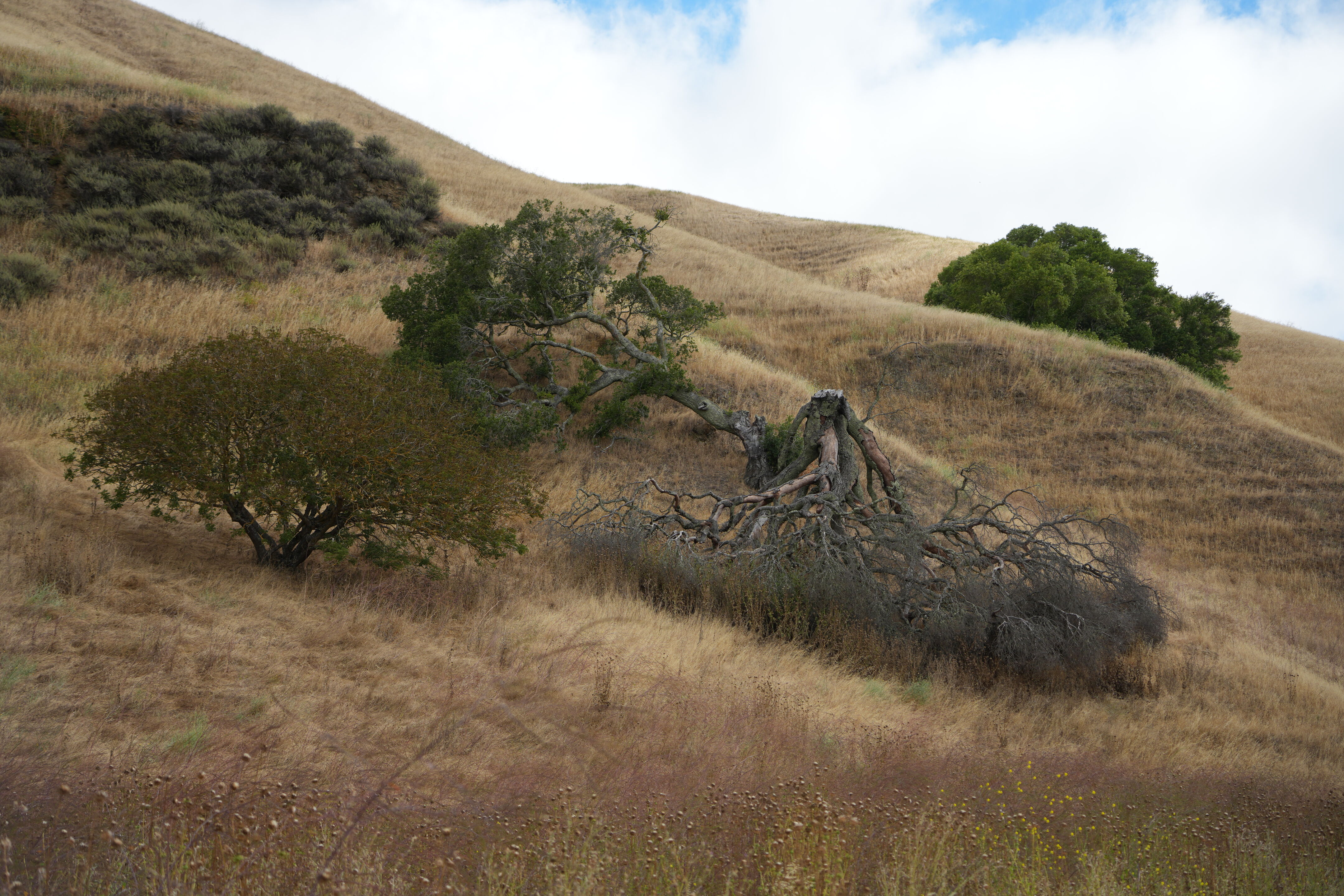 Briones Regional Park