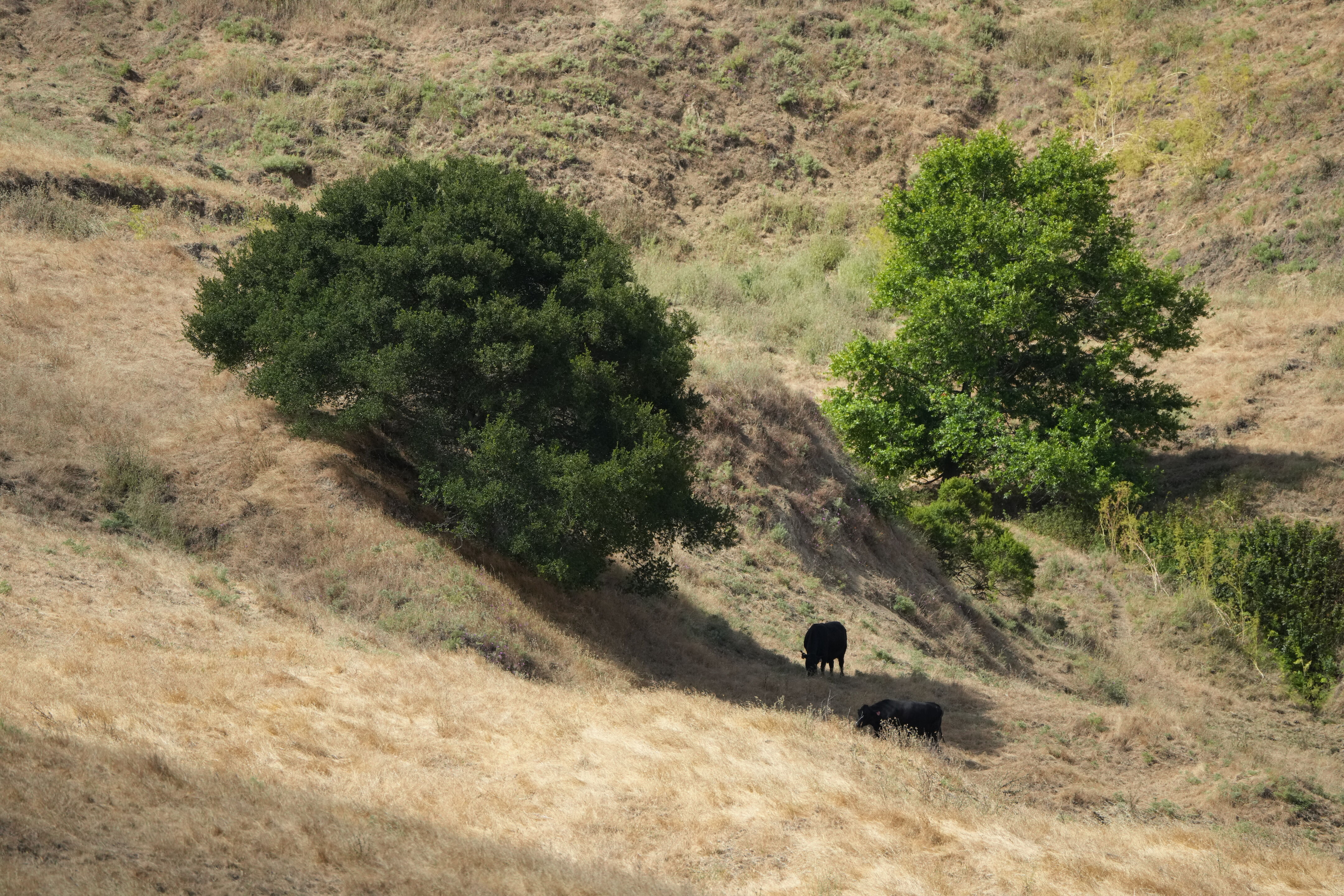 Briones Regional Park