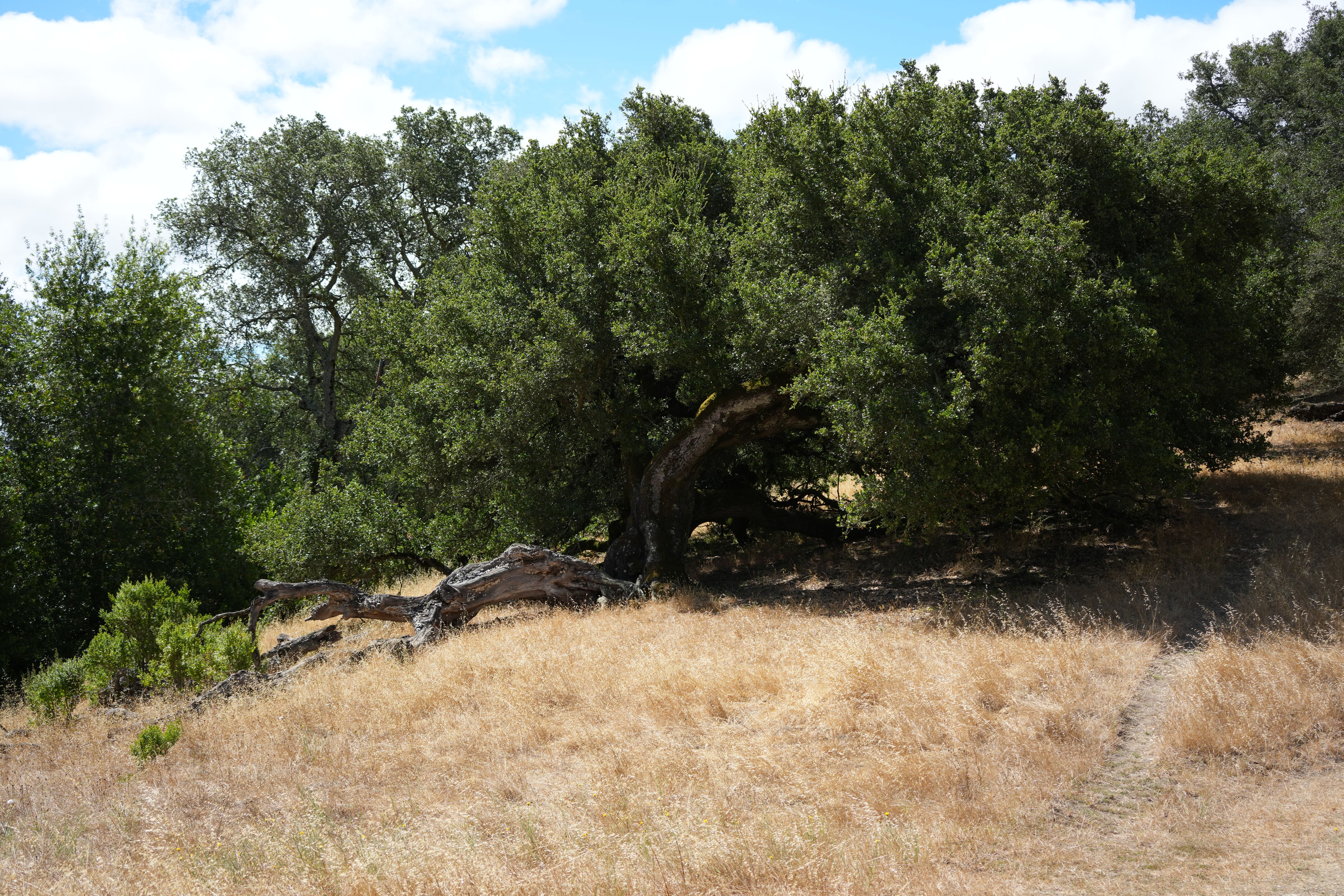 Briones Regional Park